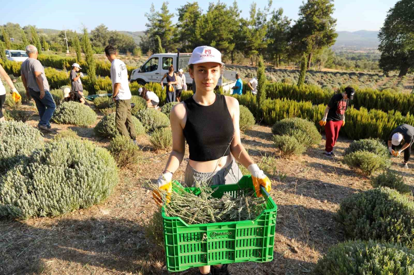 Etrim’de lavanta kokuları içinde hasat keyfi
