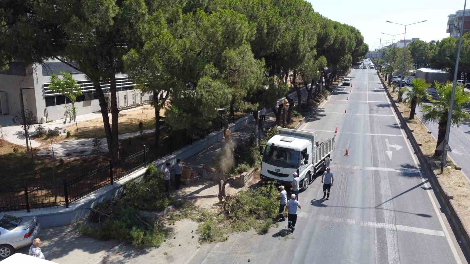 Vatandaşların, can ve mal güvenliği için tehlike arz eden ağaçlar budandı
