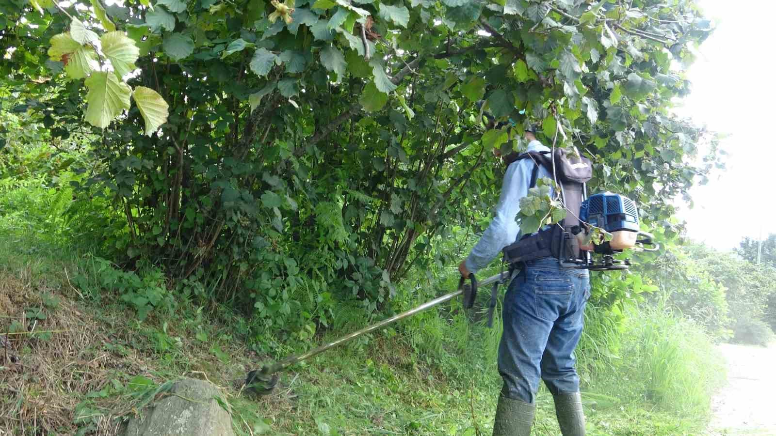 Giresun’da fındık üreticilerinin yaklaşan hasat öncesi bahçe temizliği mesaisi başladı
