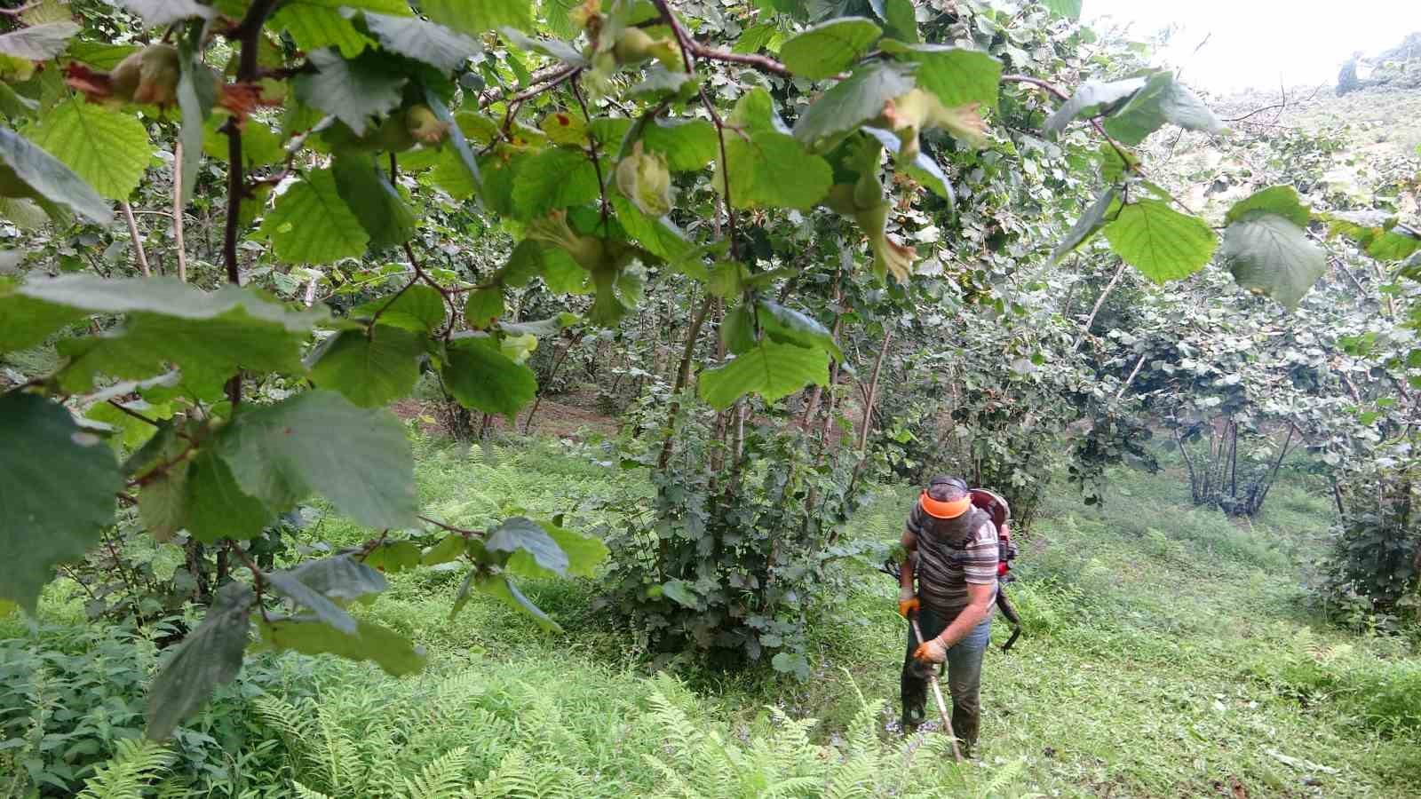 Giresun’da fındık üreticilerinin yaklaşan hasat öncesi bahçe temizliği mesaisi başladı
