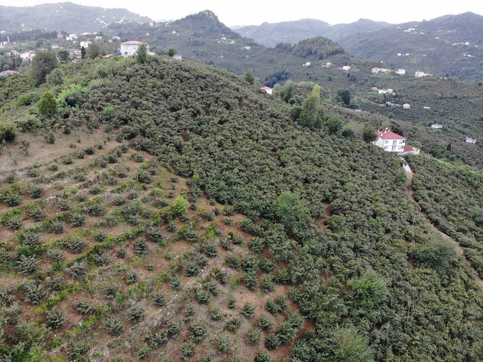 Giresun’da fındık üreticilerinin yaklaşan hasat öncesi bahçe temizliği mesaisi başladı
