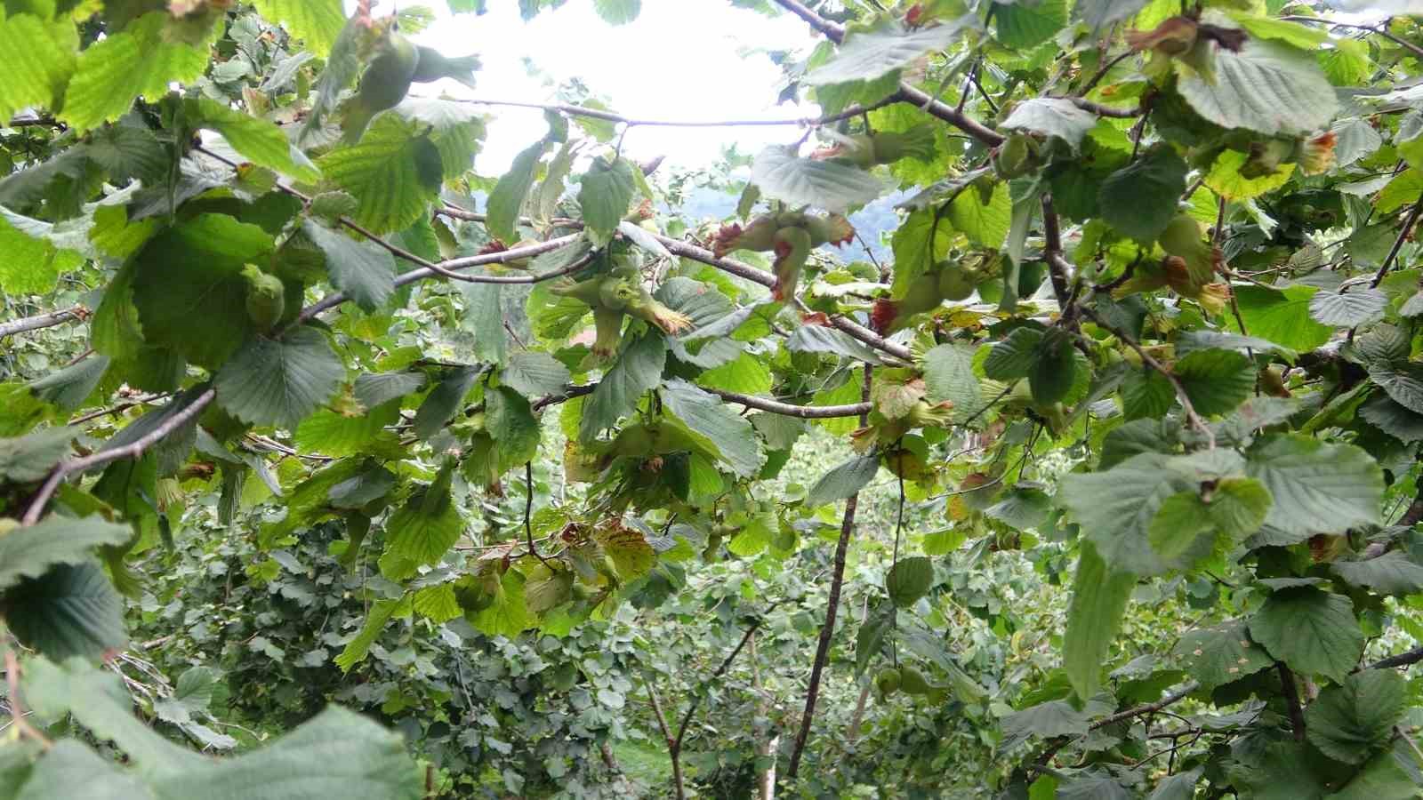 Giresun’da fındık üreticilerinin yaklaşan hasat öncesi bahçe temizliği mesaisi başladı
