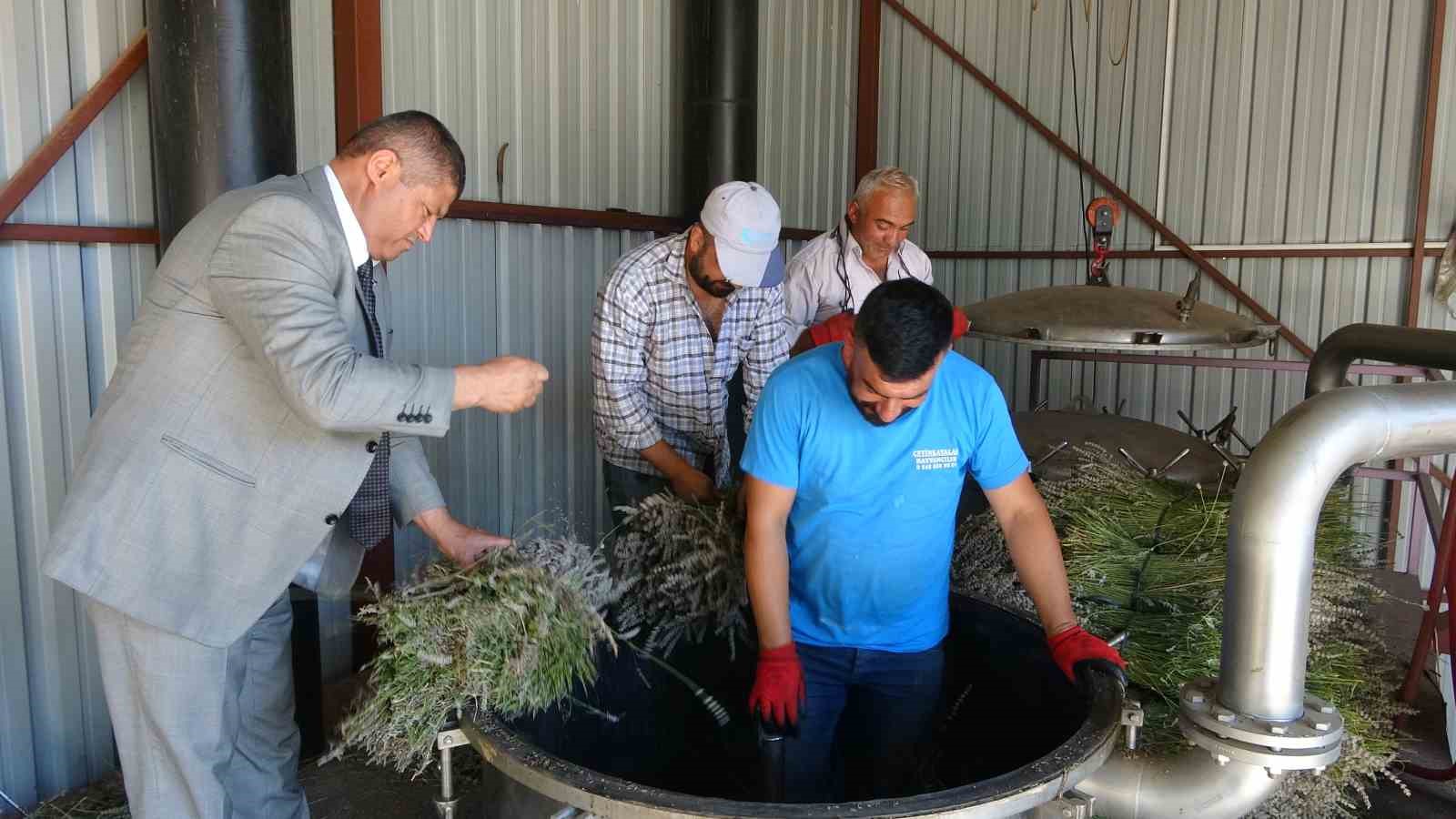 Lavantada hasat başladı: 60 kilosundan 1 kilo çıkıyor, 600 TL’ye satılıyor
