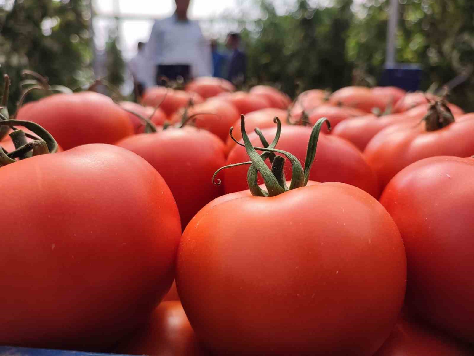 Erzincan domatesi çevre illerde sofraları süslüyor
