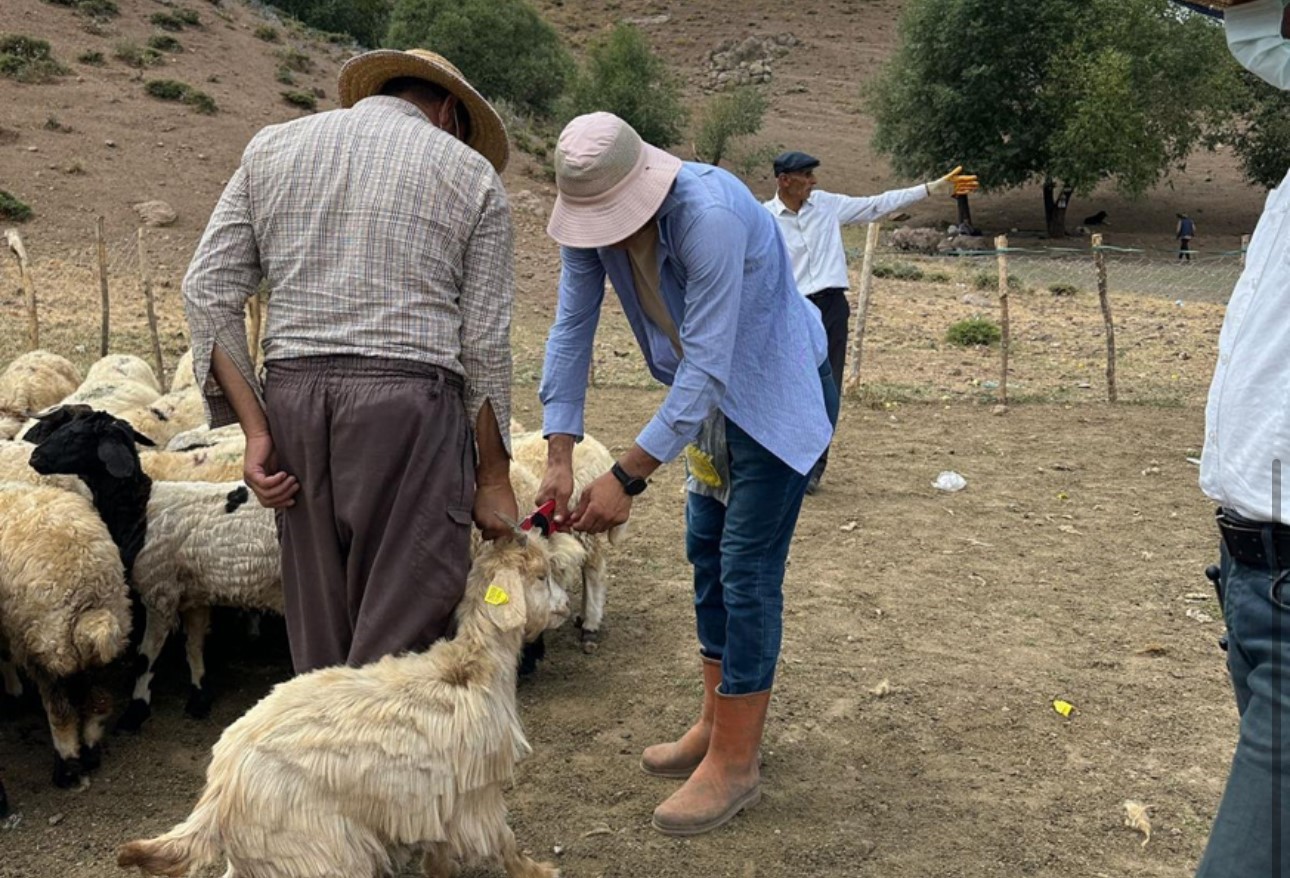 Yüksekova’da küpeleme ve aşılama çalışması sürüyor
