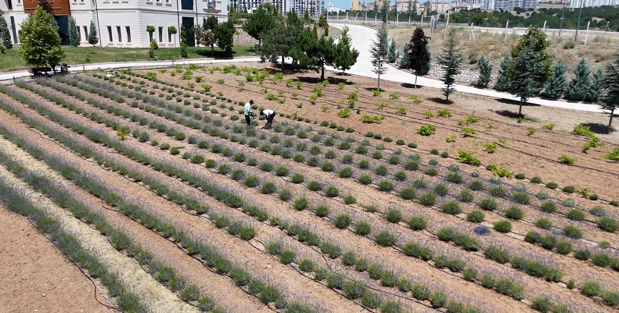 Elazığ’da gençlerden lavanta yatırımı: 3 yılda 1,5 ton hasat başarısı
