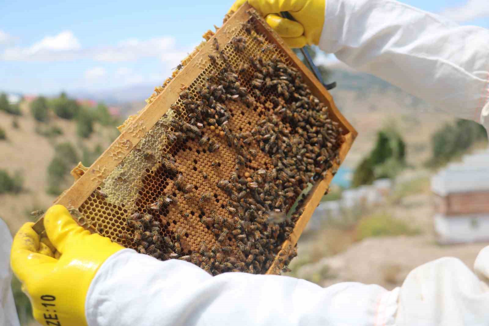 Binbir zahmetle üretiliyor, 100 gramı 2 bin 500 liradan alıcı buluyor
