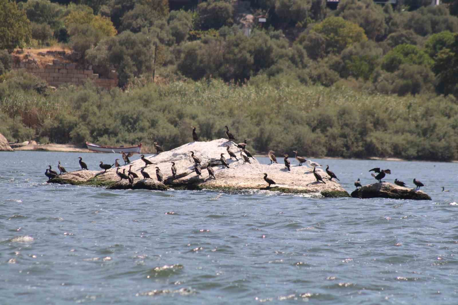 Aydın jandarması biyokaçakçılara göz açtırmıyor
