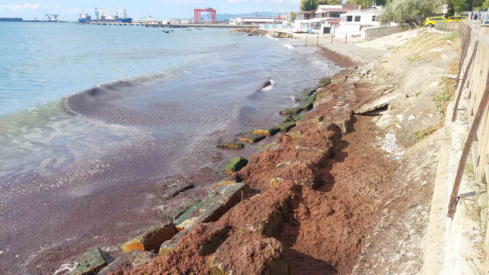 Marmara Denizi’nde kızıl yosun alarmı
