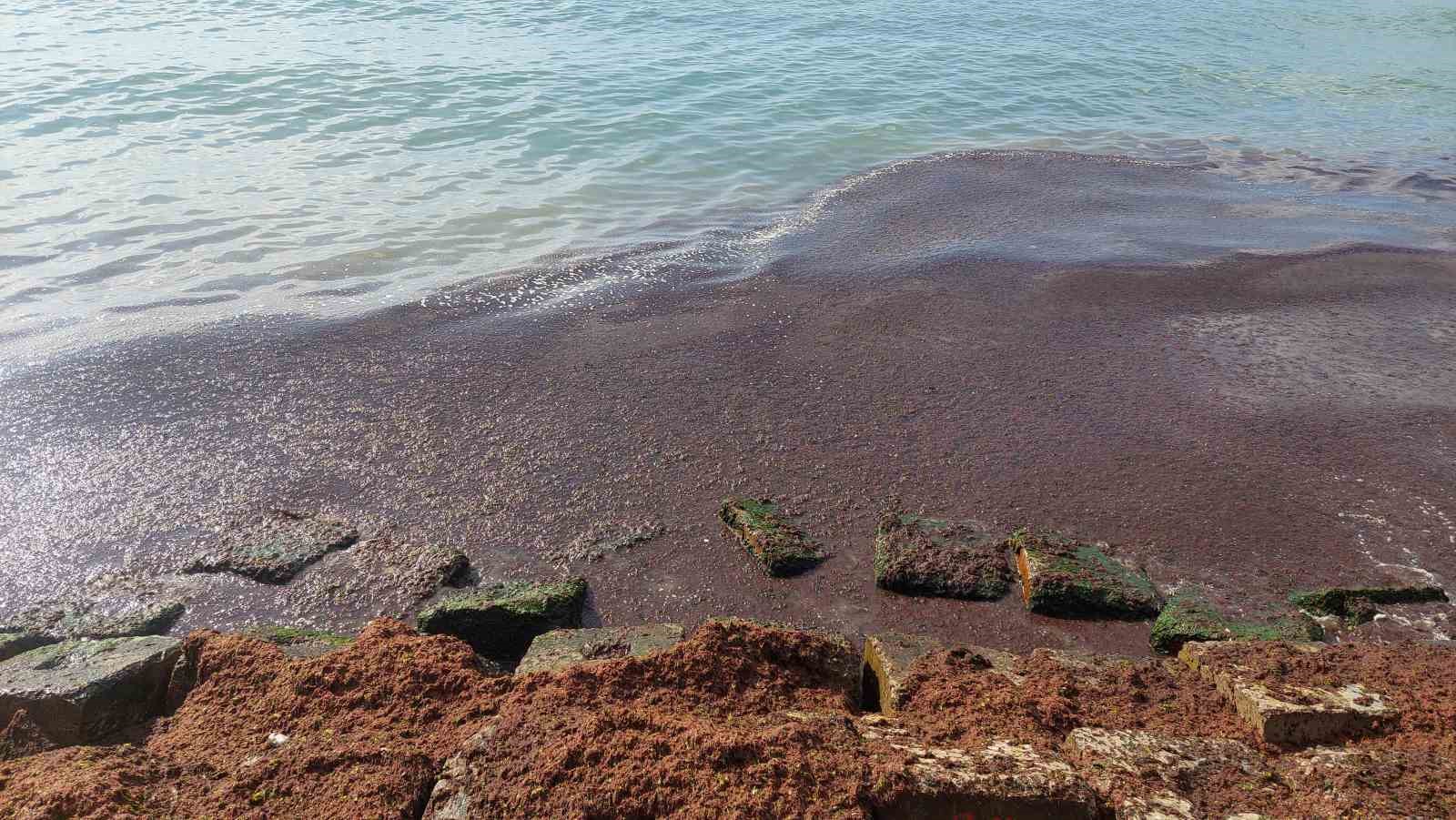 Marmara Denizi’nde kızıl yosun alarmı
