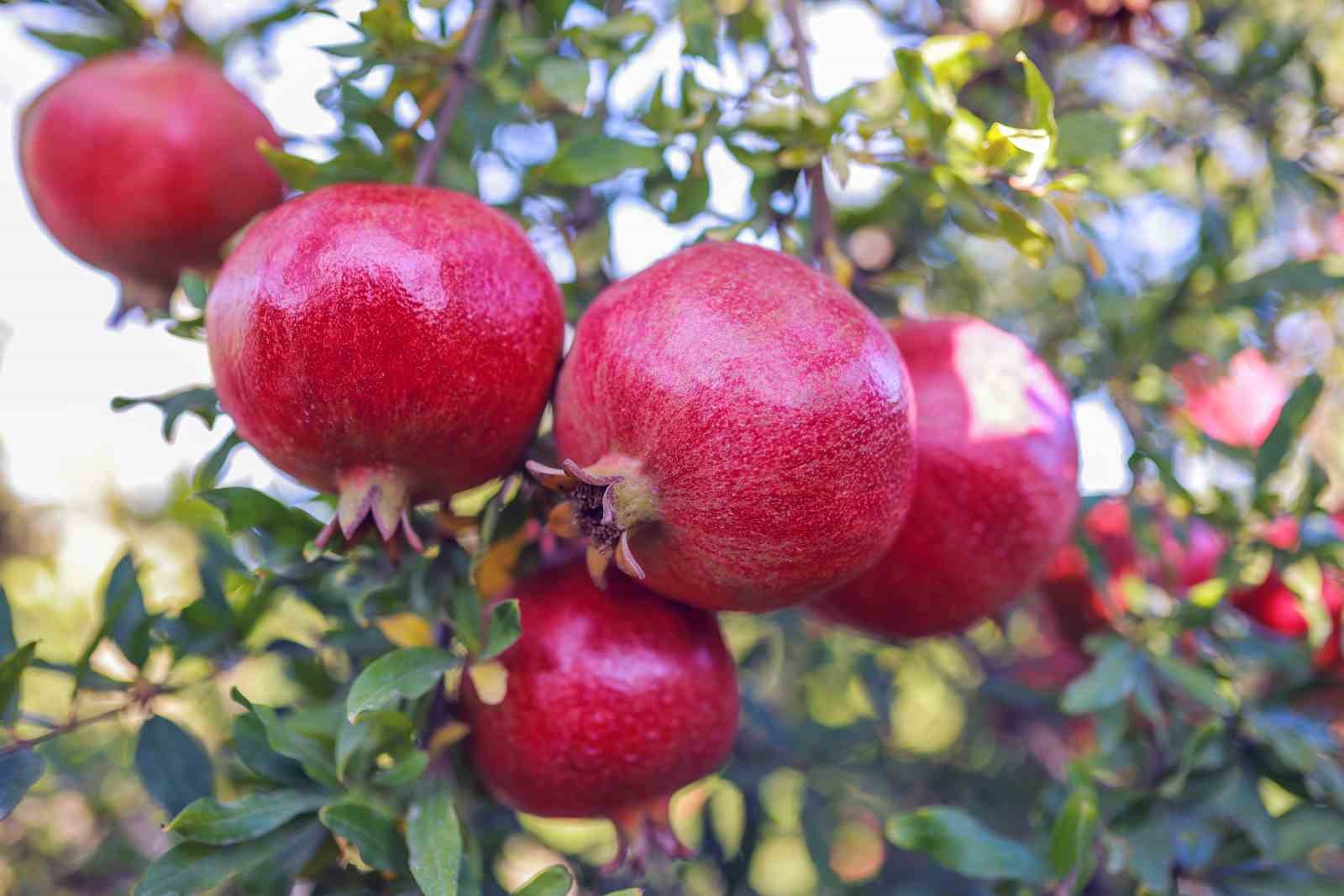 Ege’nin narenciye deposu ‘Muğla’
