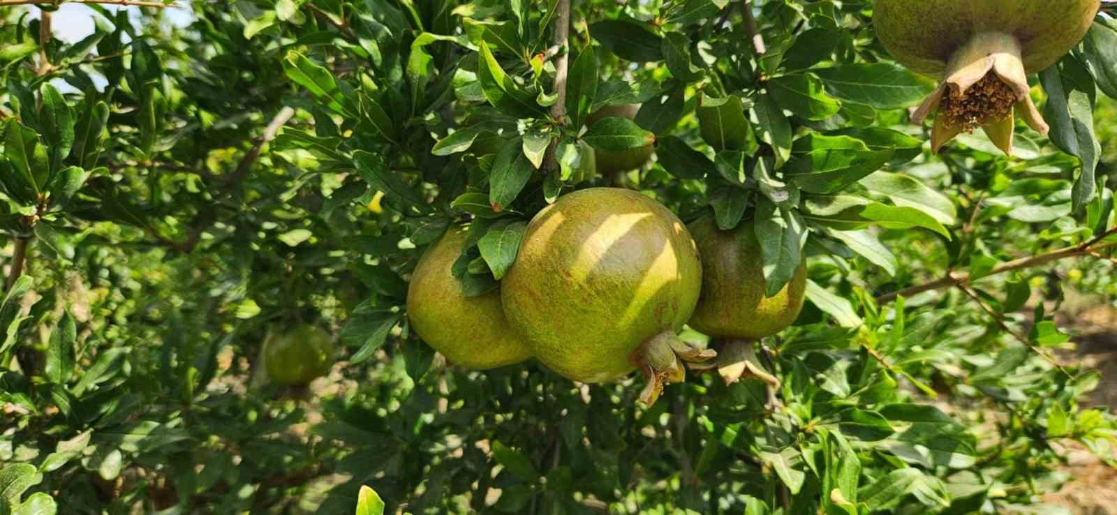 Ege’nin narenciye deposu ‘Muğla’
