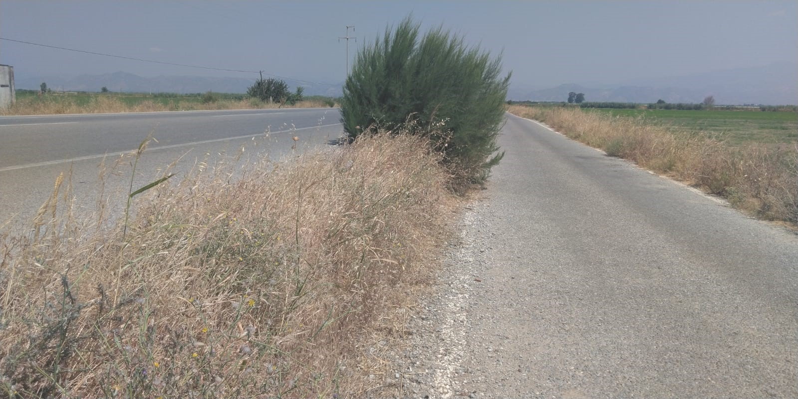 Yol kenarındaki otlar tehlike oluşturuyor
