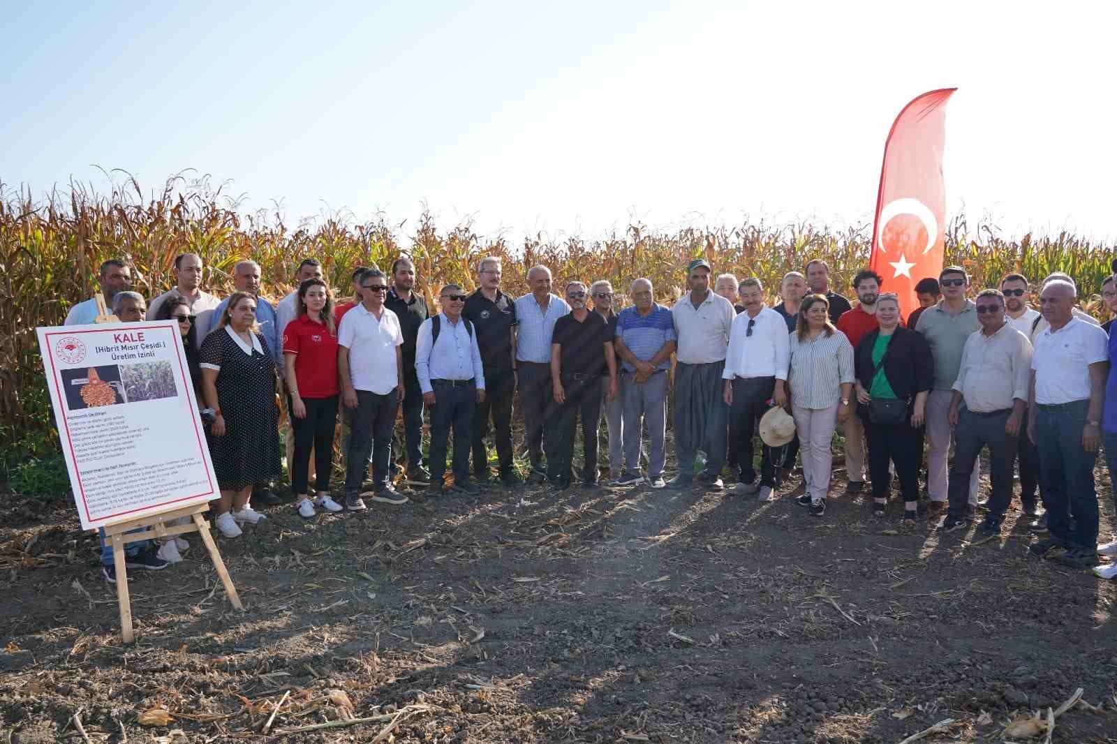 Adana’da yerli ve milli mısır çeşidi görücüye çıktı
