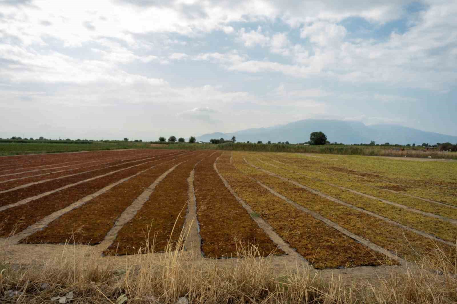 TARİŞ üzüm fiyatlarını açıkladı
