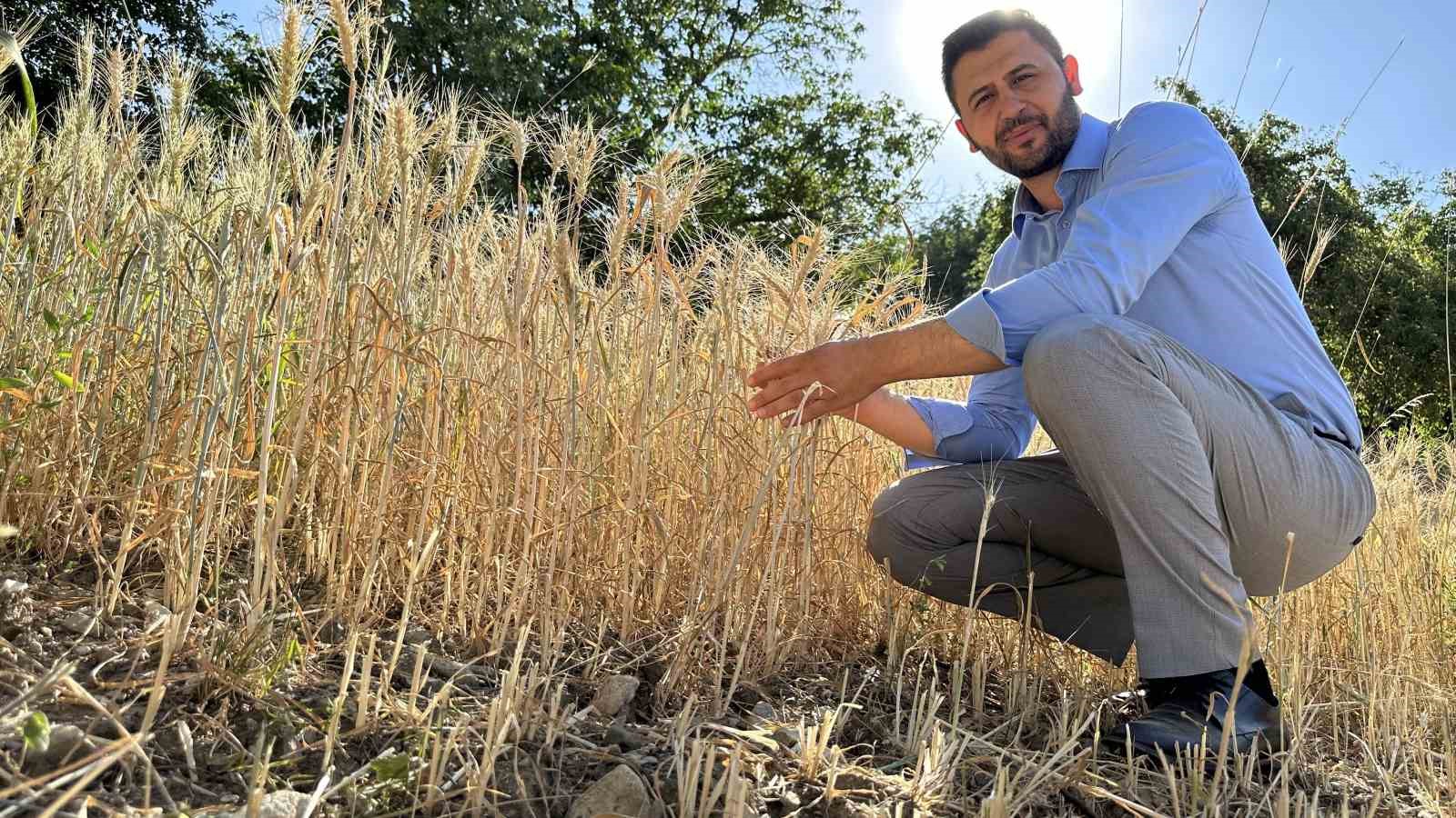 Yüksekova’da buğdayda yüksek verim
