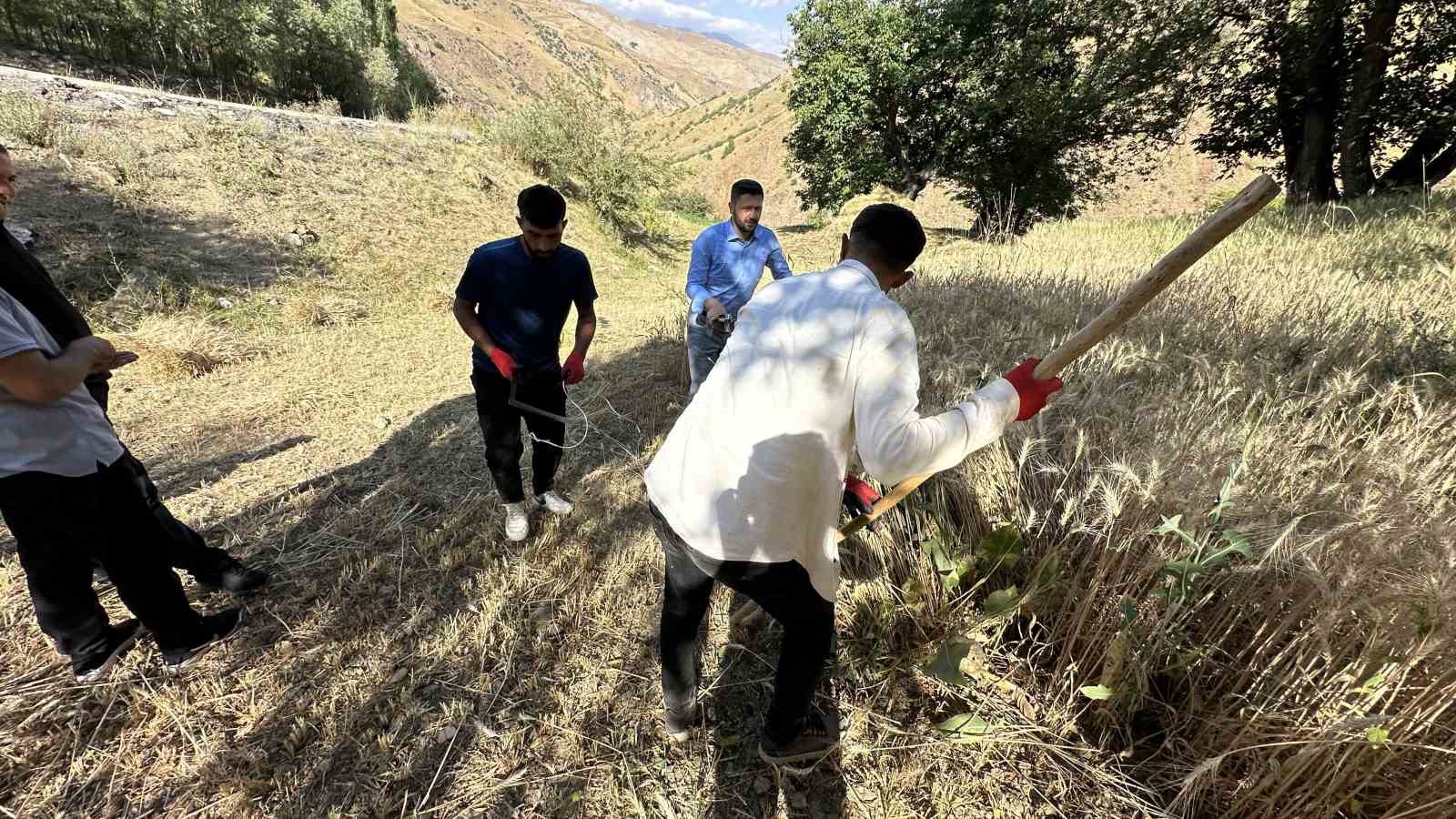 Yüksekova’da buğdayda yüksek verim
