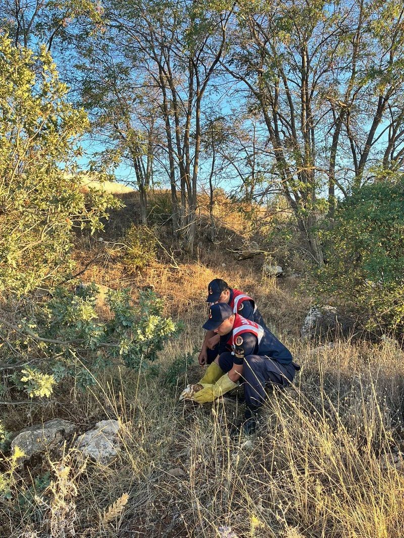 Yaralı kızıl şahin jandarma ekiplerince kurtarıldı
