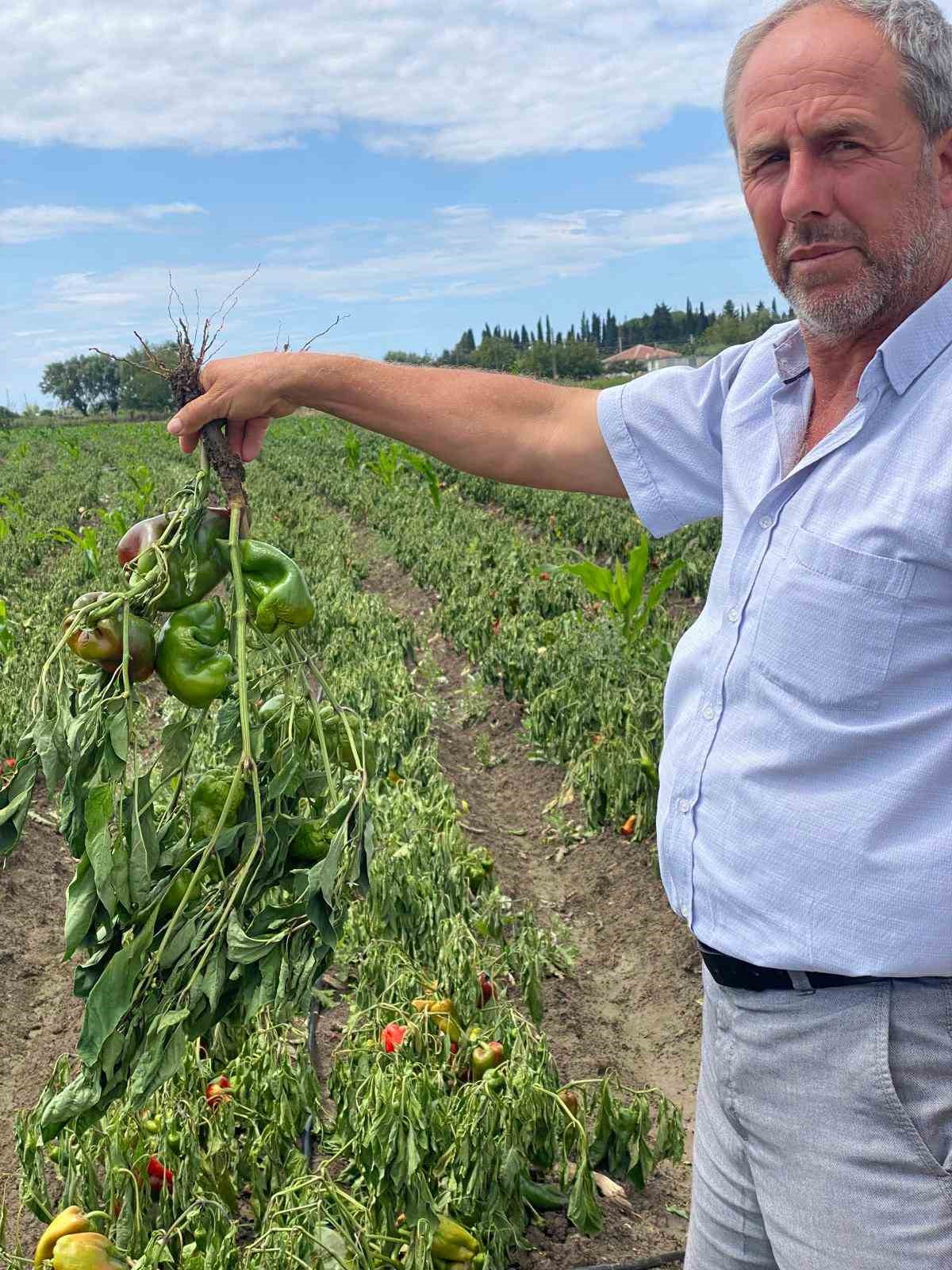 Bafra Ovası’nda ani sağanak kabusu: “Zararımız çok büyük