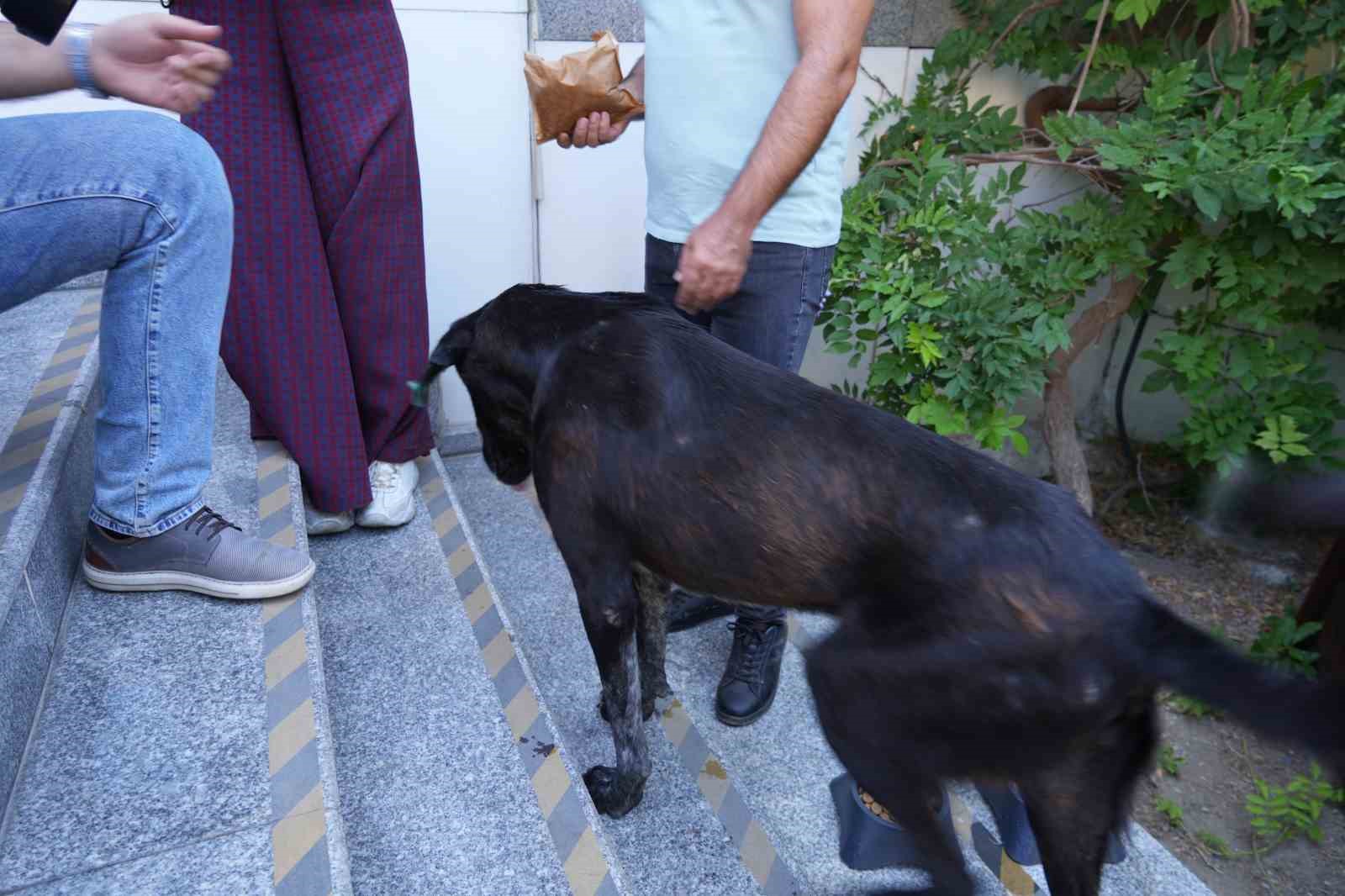 Edremit Belediye Başkanı Ertaş sahipsiz köpeği sahiplendi
