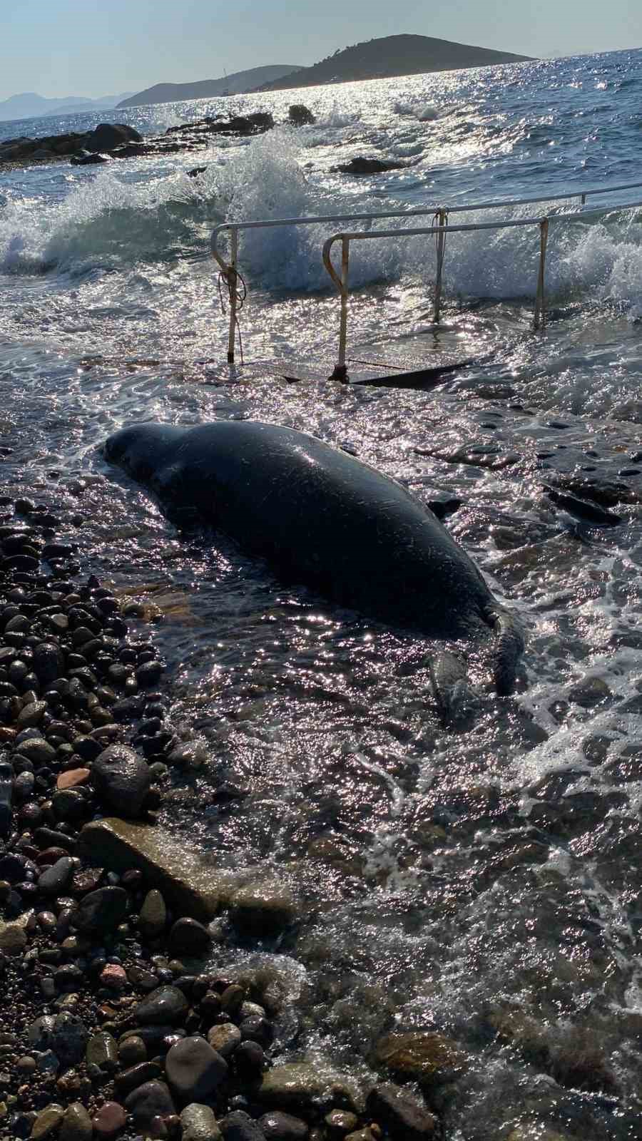 Bodrum’da üzücü anlar: 50 metre açıldı, ters dönüp sahile vurdu
