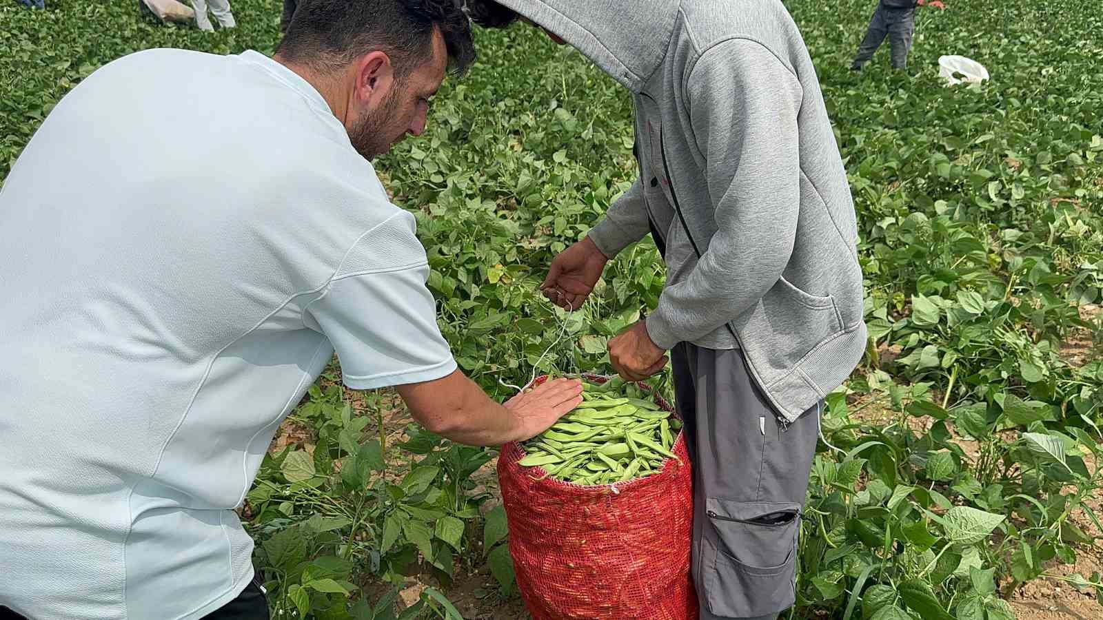 Fasulye fiyatları üreticiyi zor duruma soktu
