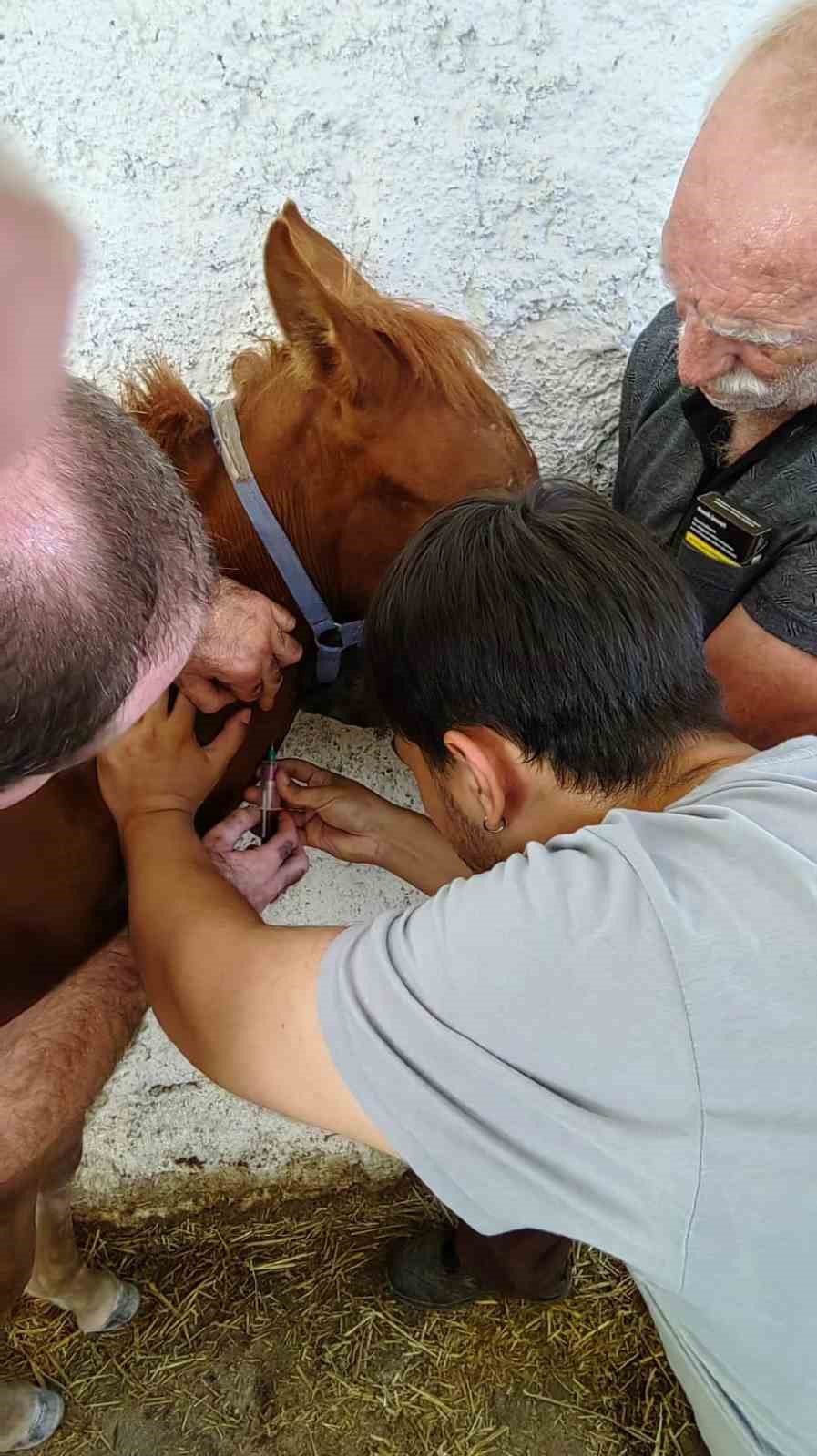 Bilecik’te hayata gözlerini açan tayların tescil işlemleri yapıldı
