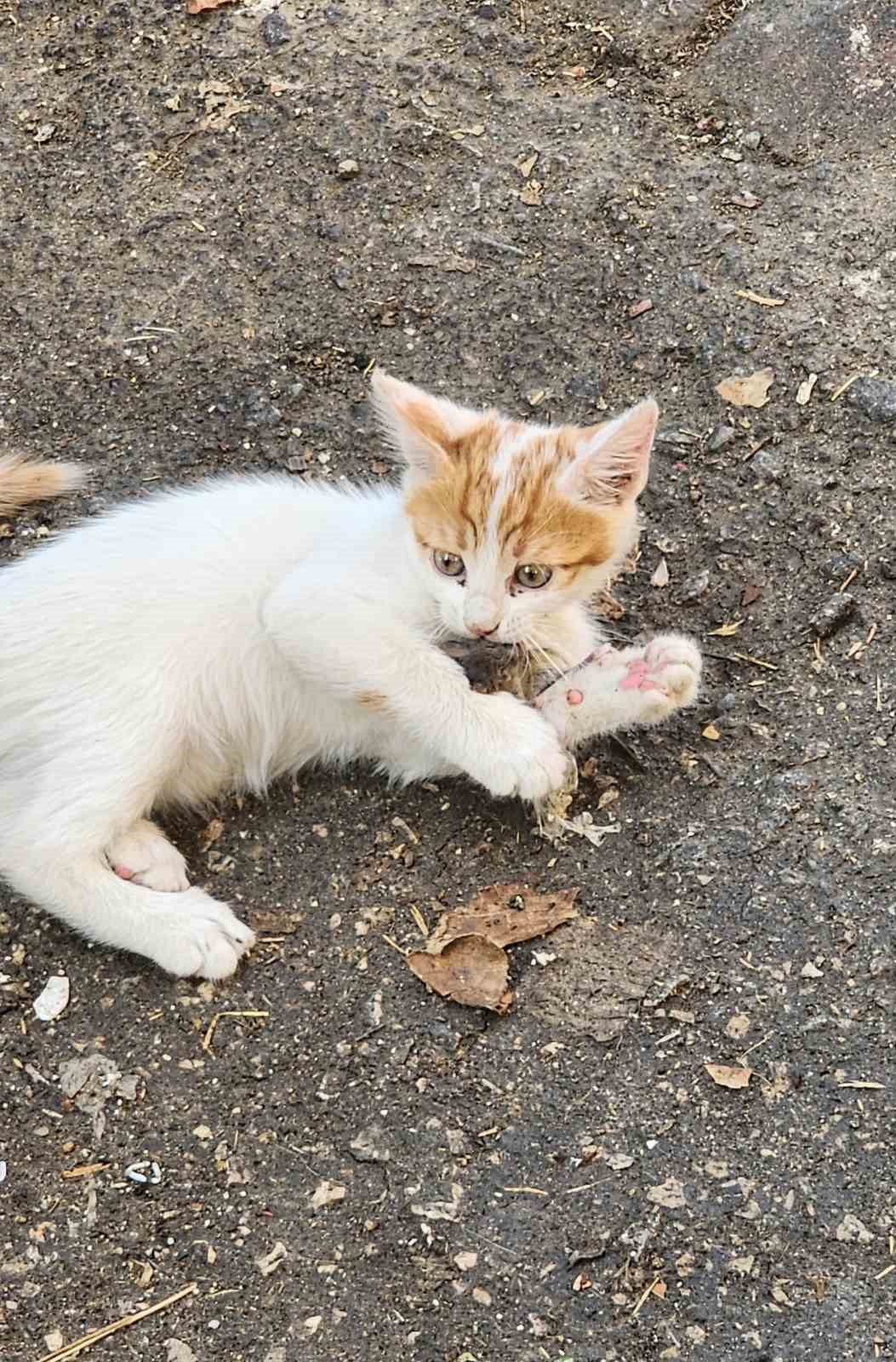 ‘Kedinin fareyle oynadığı gibi oynamak’ deyimi Elazığ’da hayat buldu
