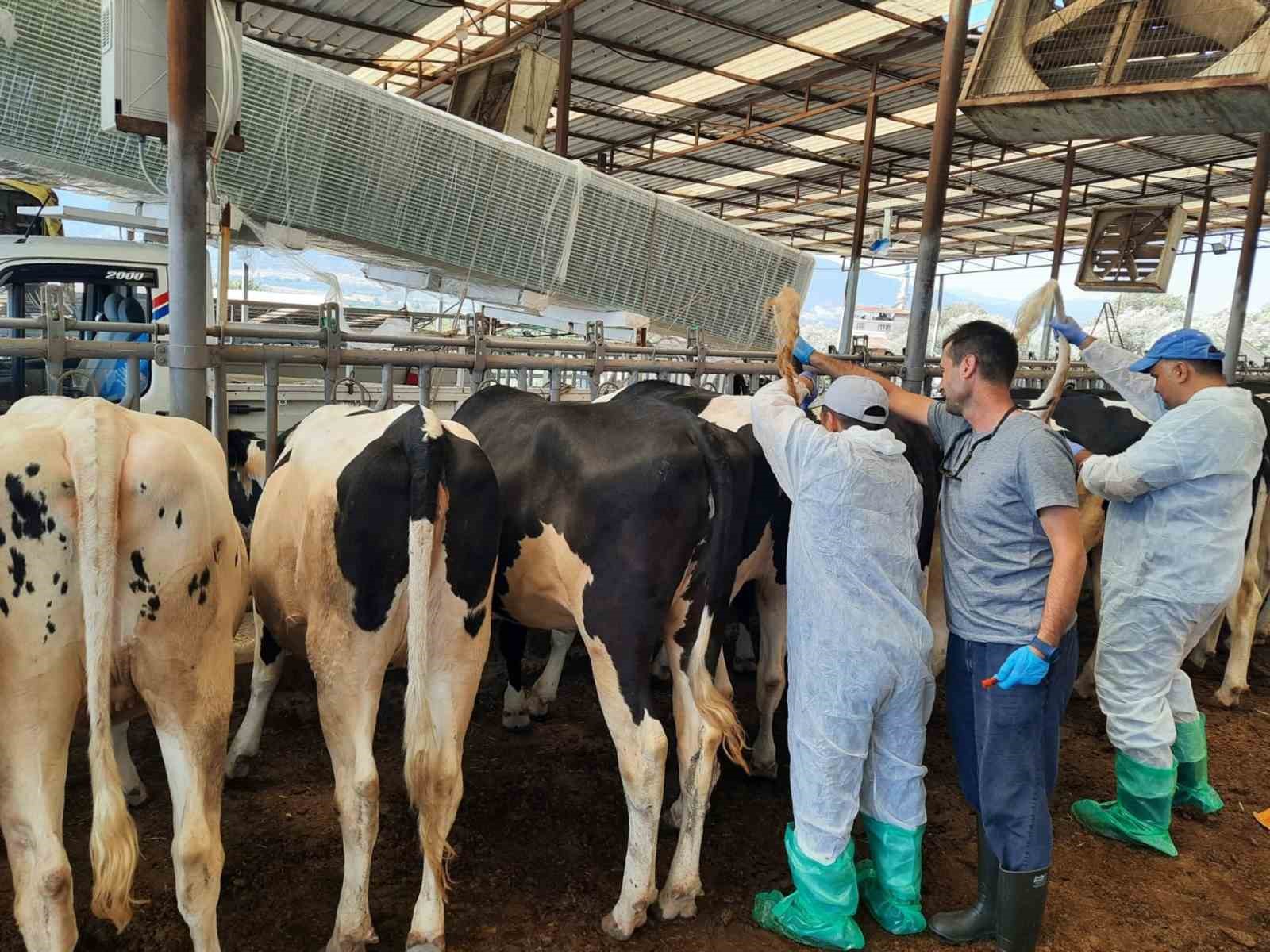 Kuyucak’ta hayvan sağlığı için kan örnekleri alındı
