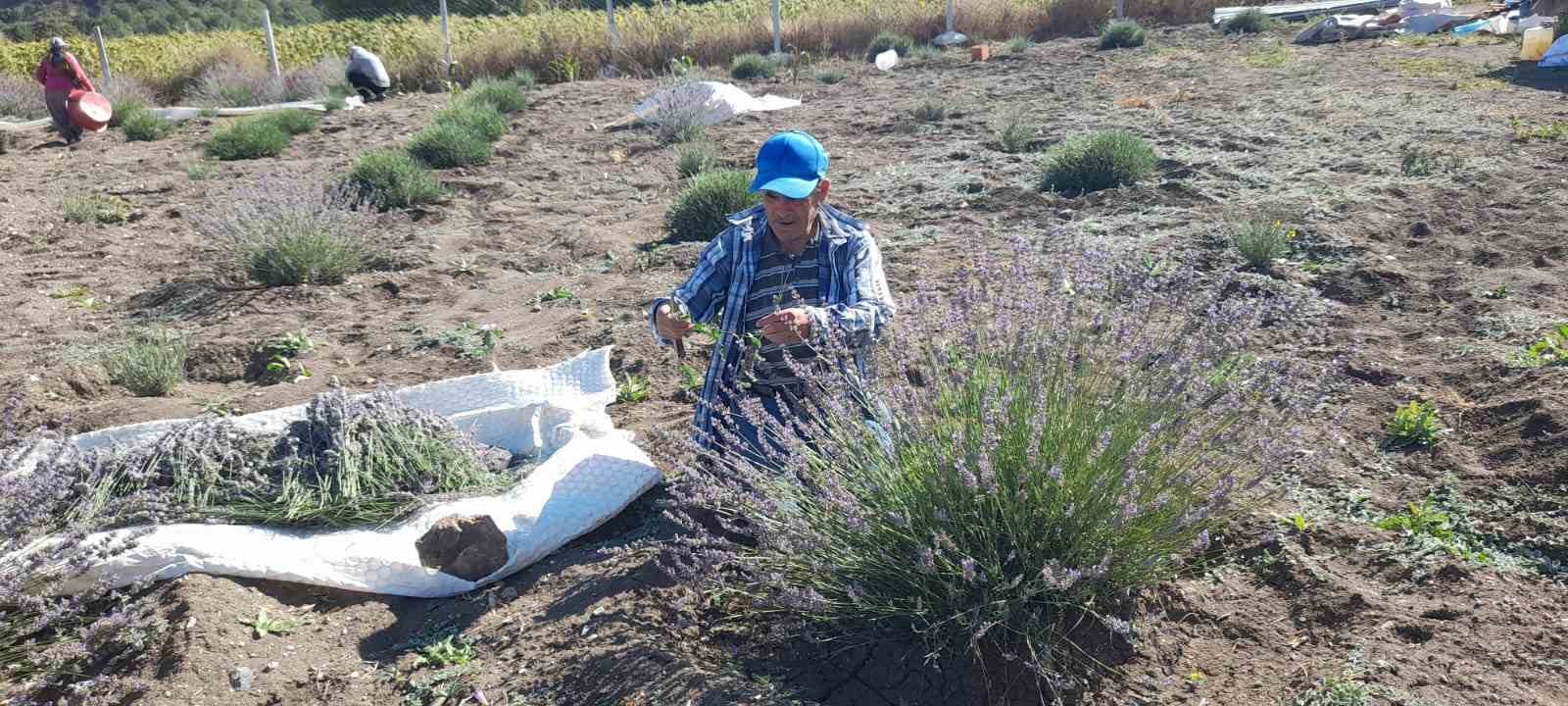 Babasından kalan tarlasına lavanta ekti, yüzde 90 verim aldı
