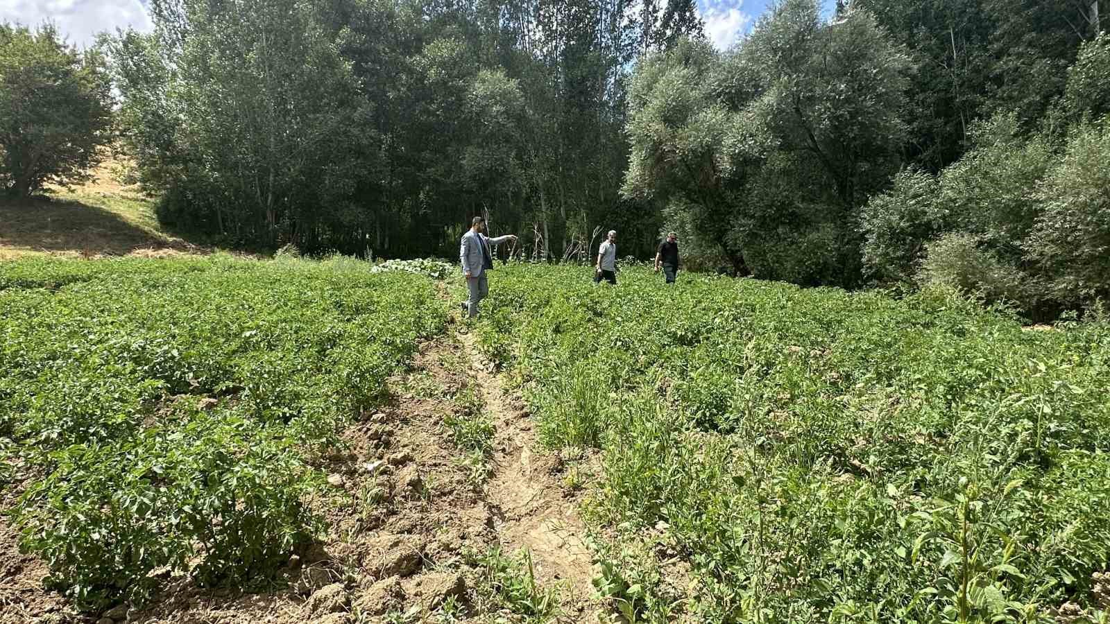 Yüksekova’da patateste iyi verim bekleniyor
