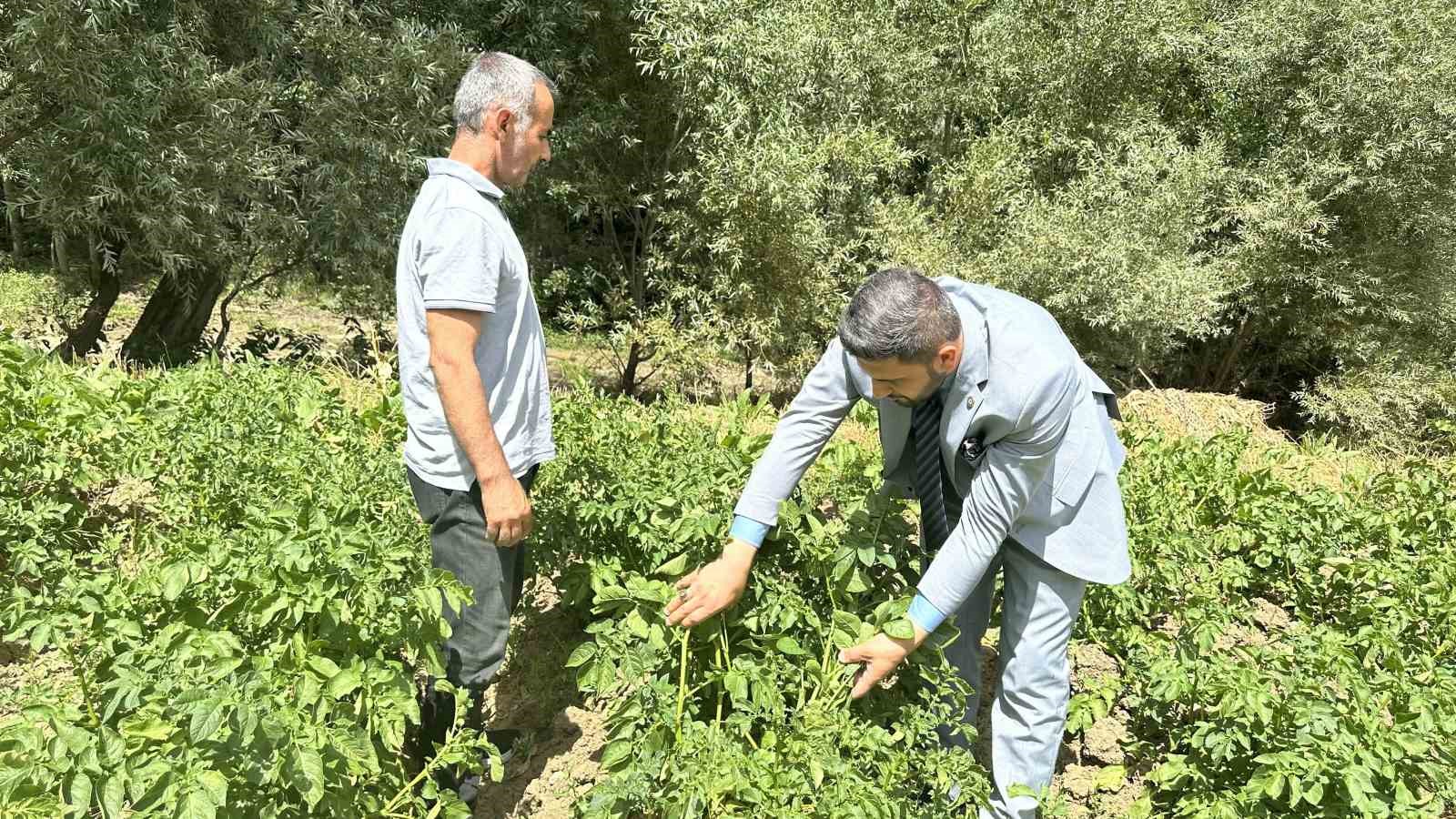 Yüksekova’da patateste iyi verim bekleniyor
