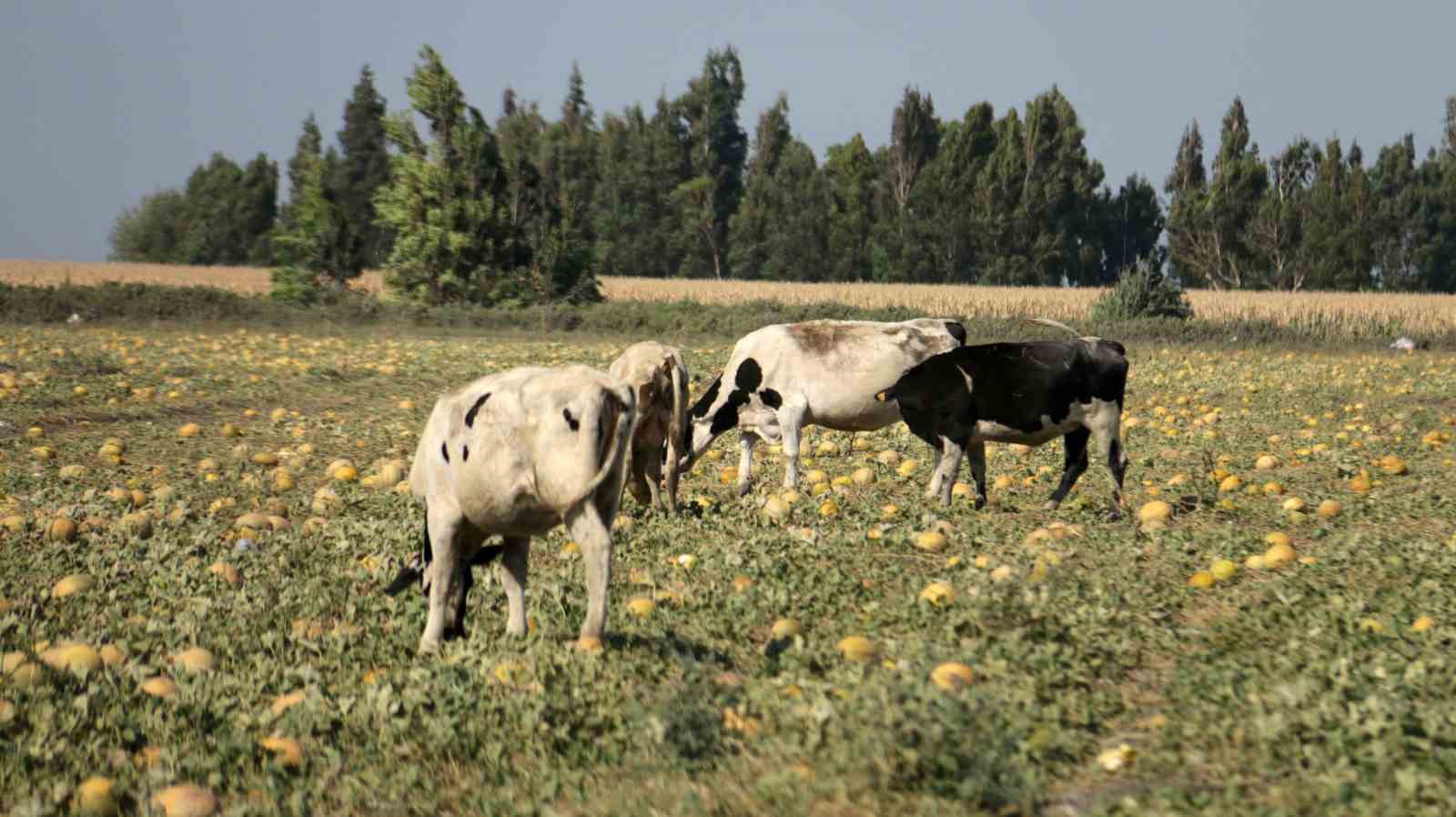 300 dönüm arazideki kavunu hayrına bırakmıştı, toplanmayan binlerce kavun hayvanlara yem oldu
