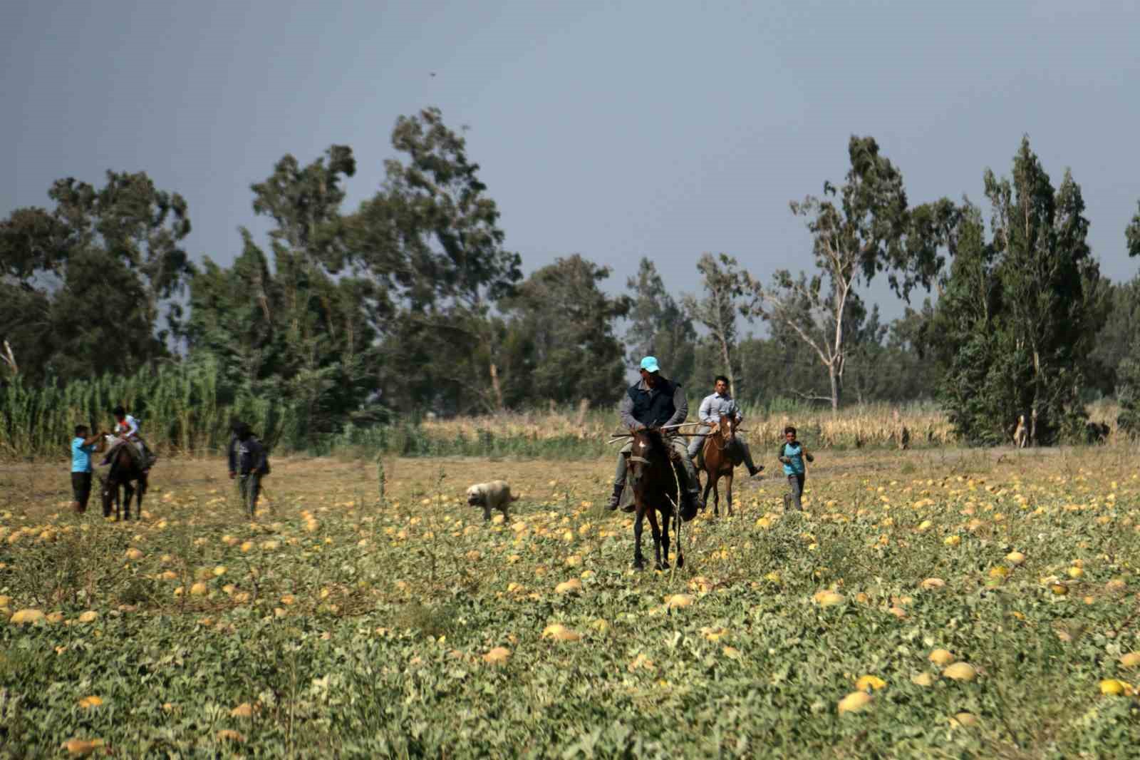 300 dönüm arazideki kavunu hayrına bırakmıştı, toplanmayan binlerce kavun hayvanlara yem oldu
