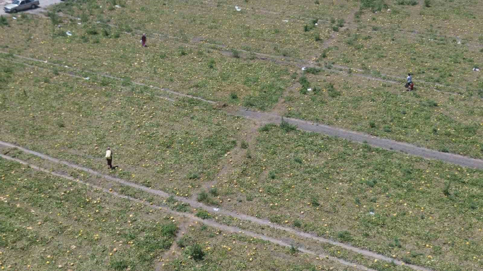 300 dönüm arazideki kavunu hayrına bırakmıştı, toplanmayan binlerce kavun hayvanlara yem oldu
