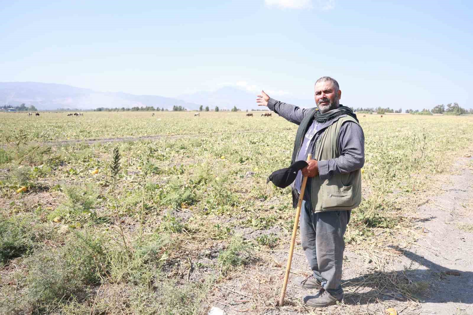 300 dönüm arazideki kavunu hayrına bırakmıştı, toplanmayan binlerce kavun hayvanlara yem oldu
