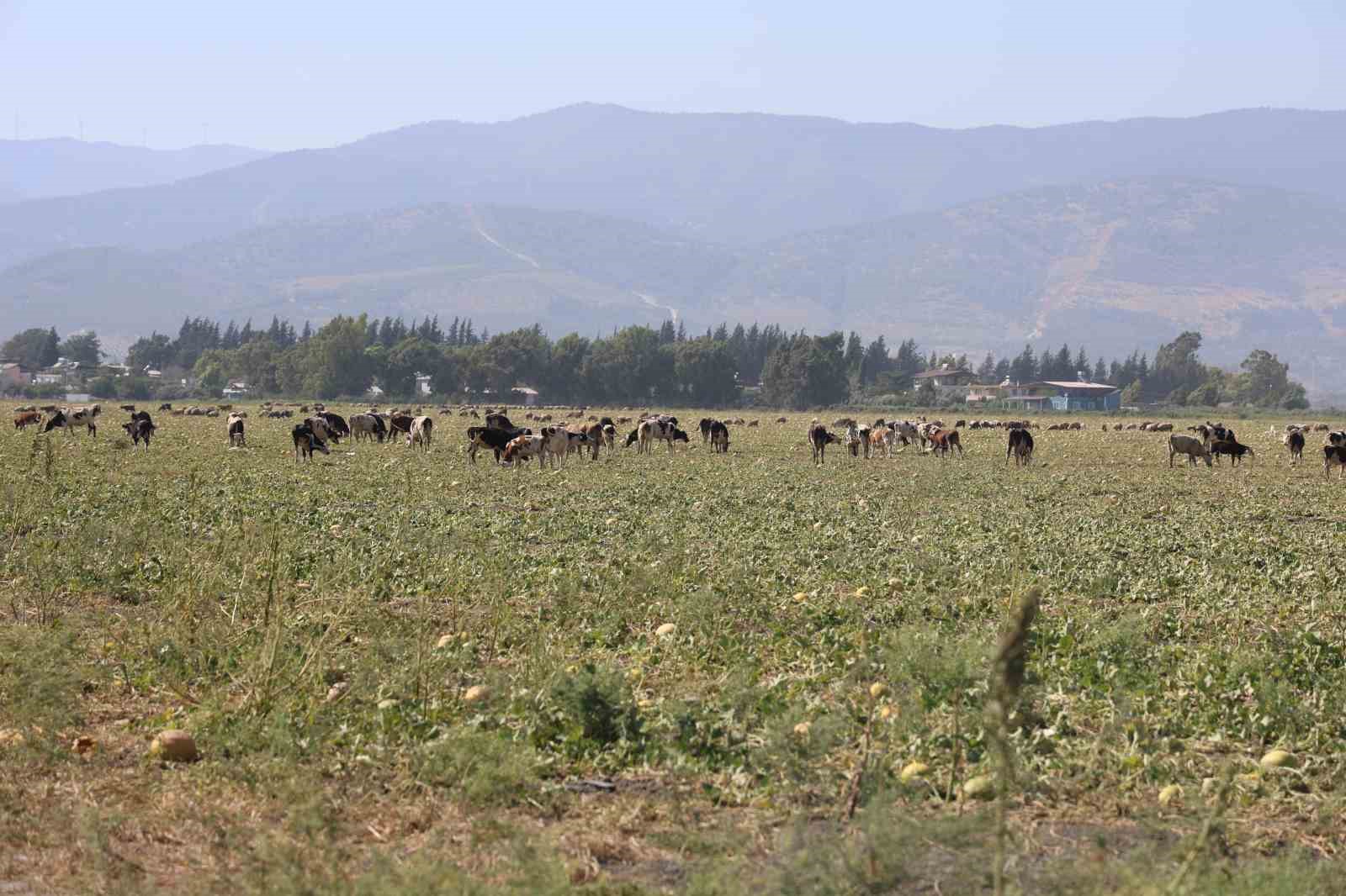 300 dönüm arazideki kavunu hayrına bırakmıştı, toplanmayan binlerce kavun hayvanlara yem oldu
