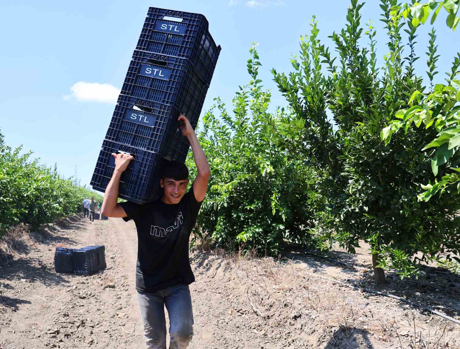 Adana’da limonun fiyatını düşürecek hasat başladı
