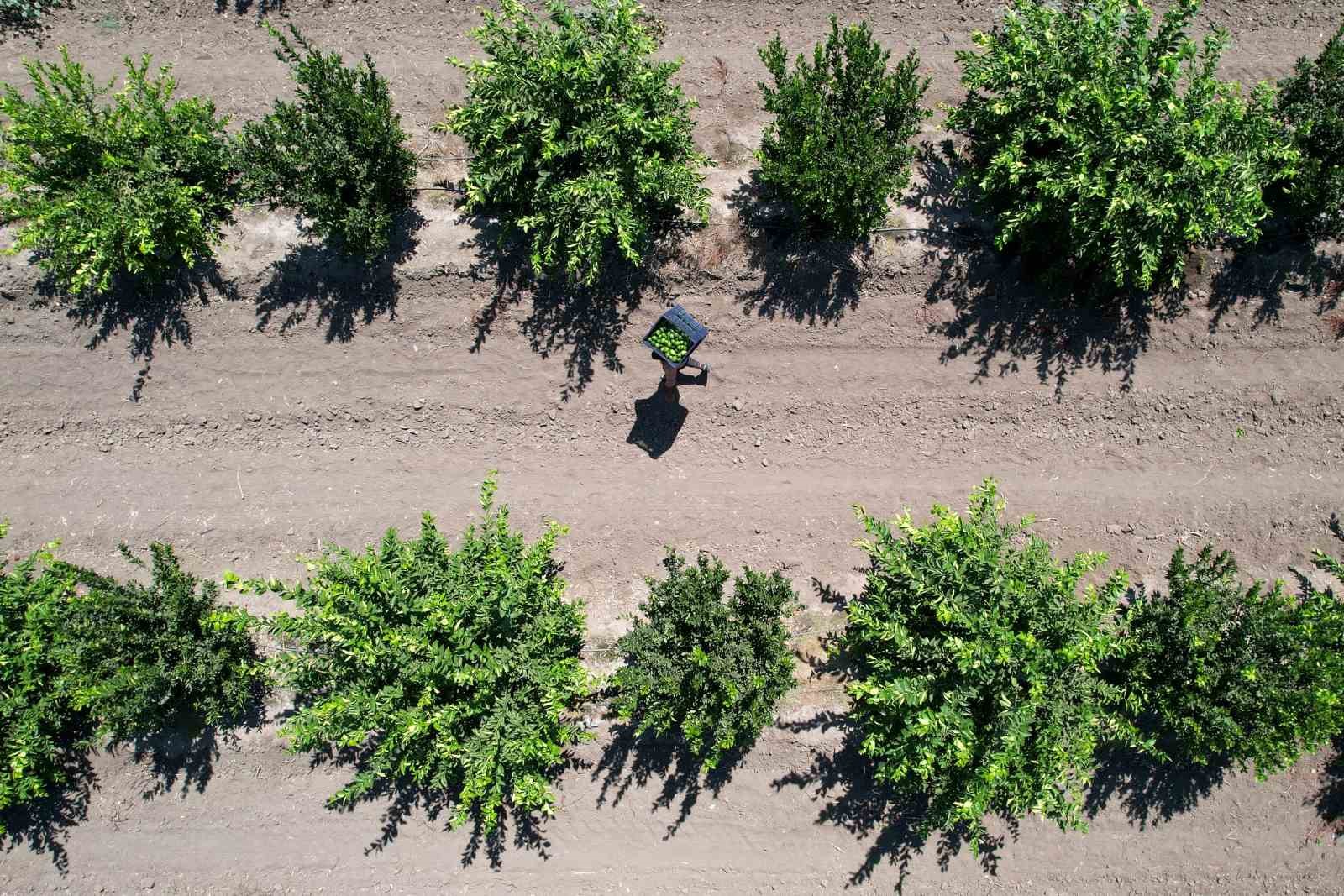 Adana’da limonun fiyatını düşürecek hasat başladı
