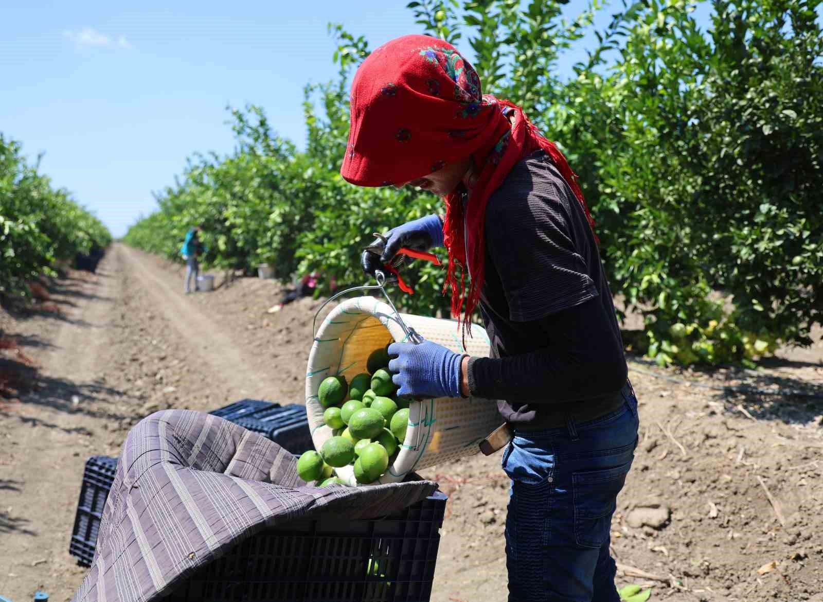 Adana’da limonun fiyatını düşürecek hasat başladı
