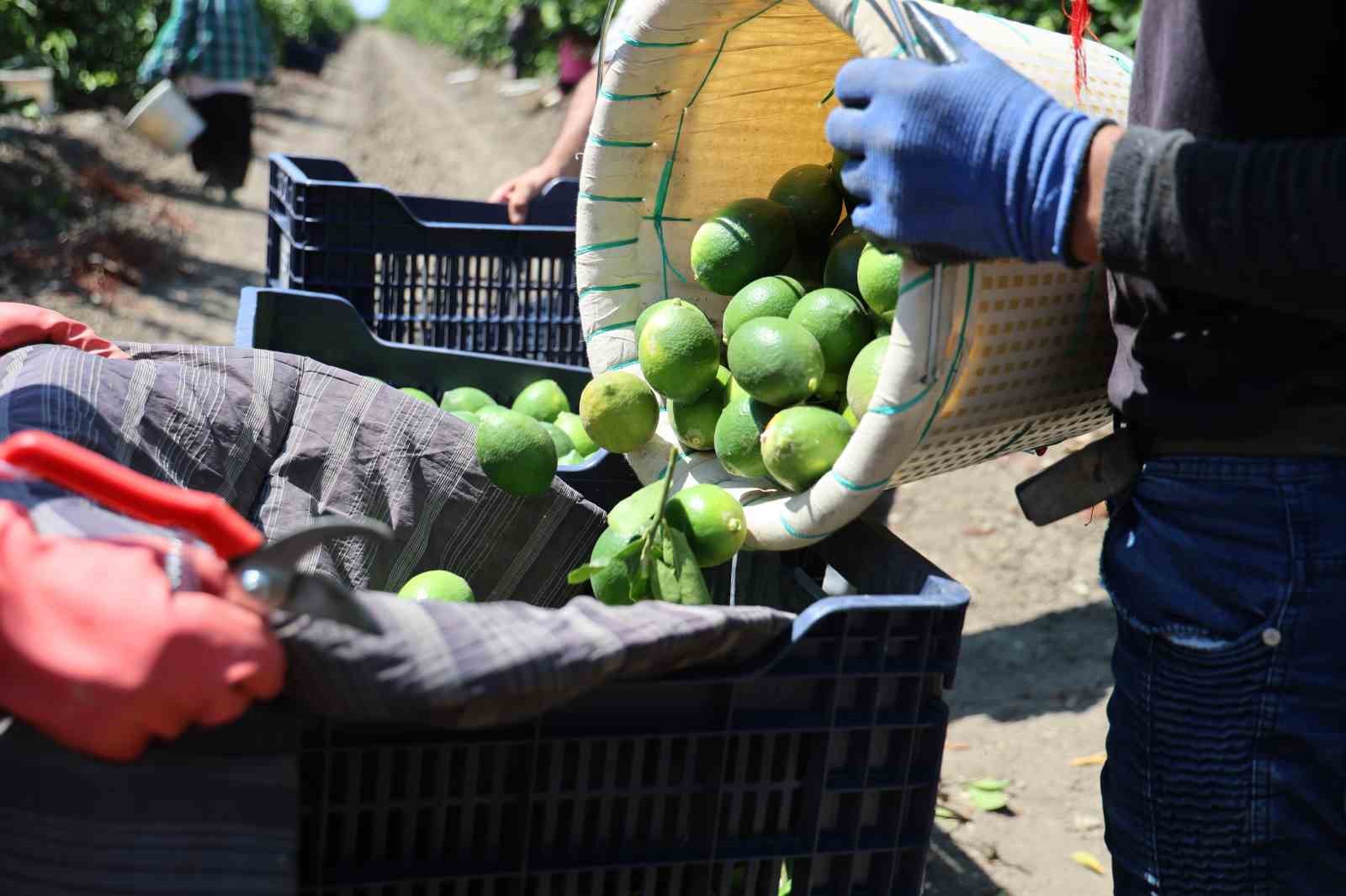 Adana’da limonun fiyatını düşürecek hasat başladı
