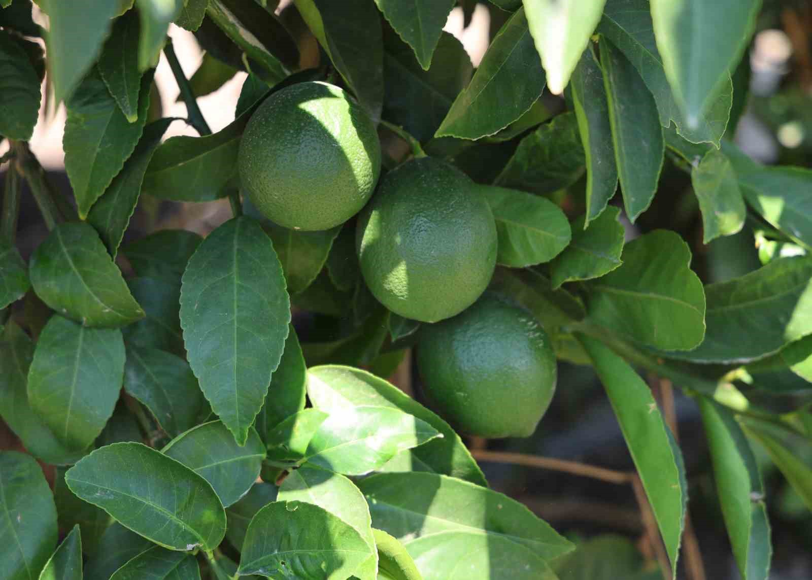 Adana’da limonun fiyatını düşürecek hasat başladı
