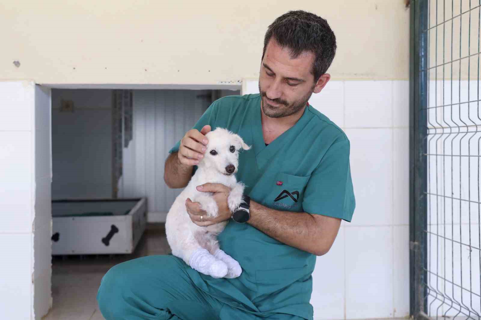 Polis ve itfaiye kurtarmıştı: Ayakları kesilen köpek sağlığına kavuştu
