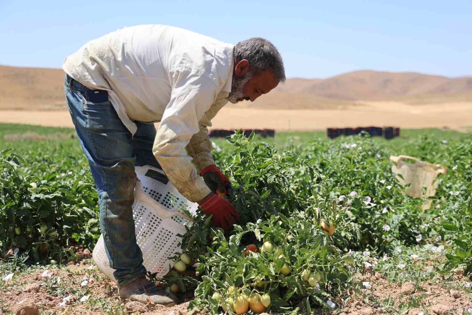 Mevsimlik işçilerin sıcak altına ekmek mücadelesi
