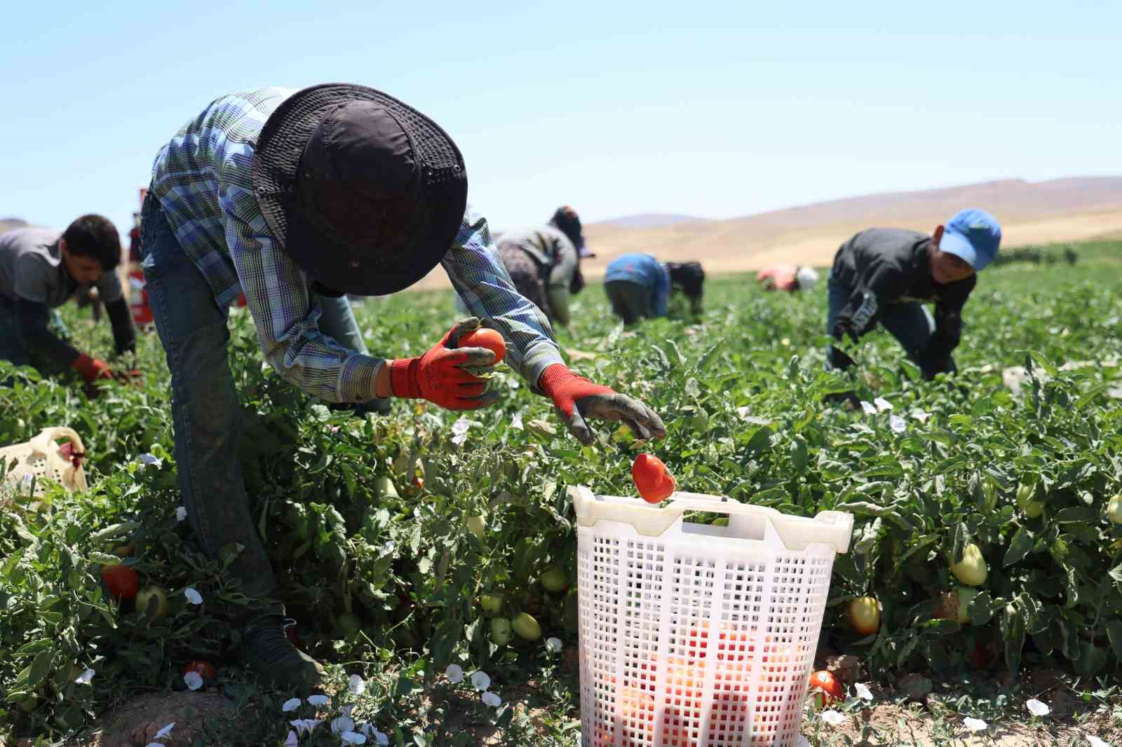 Mevsimlik işçilerin sıcak altına ekmek mücadelesi
