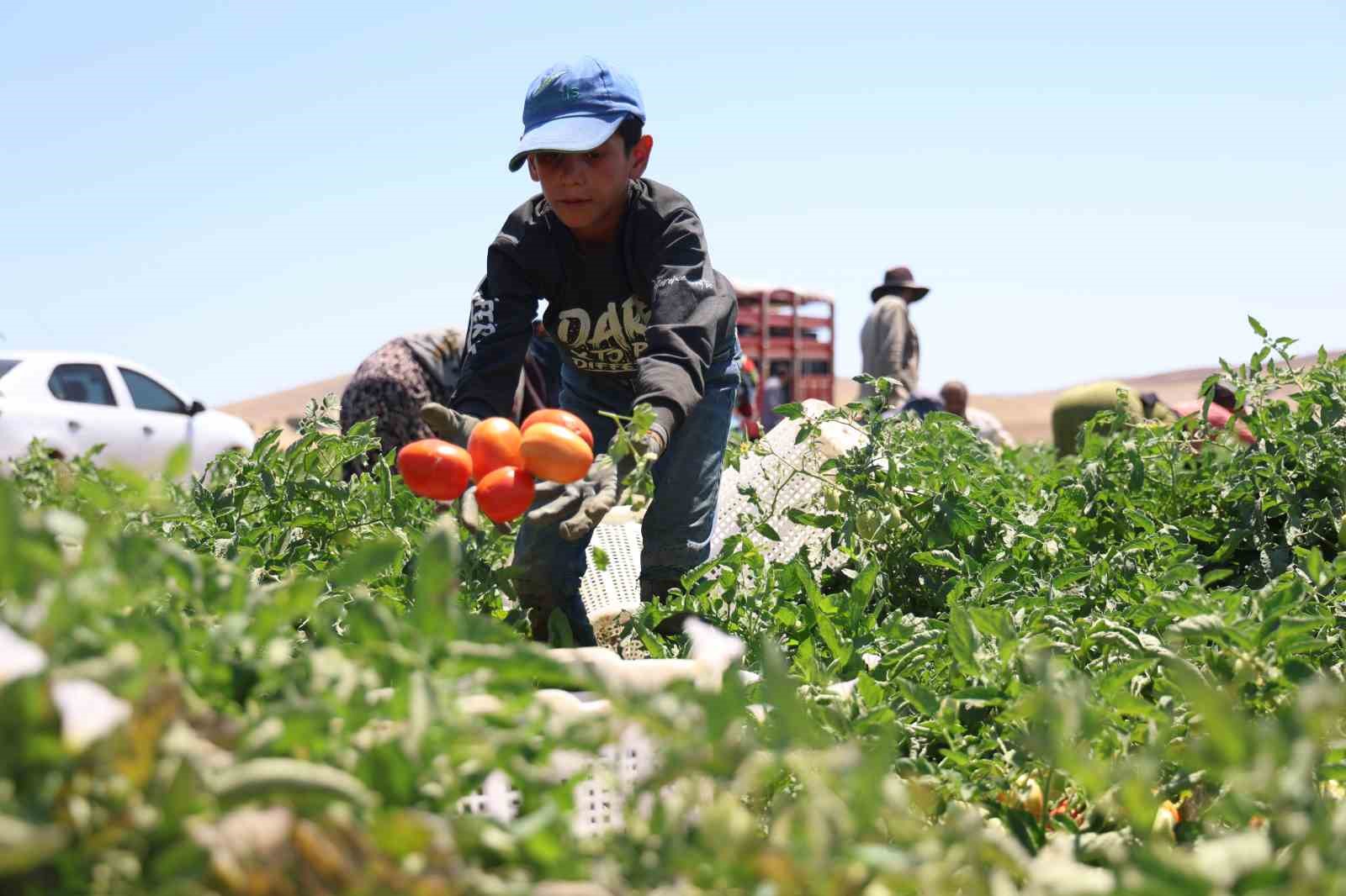 Mevsimlik işçilerin sıcak altına ekmek mücadelesi
