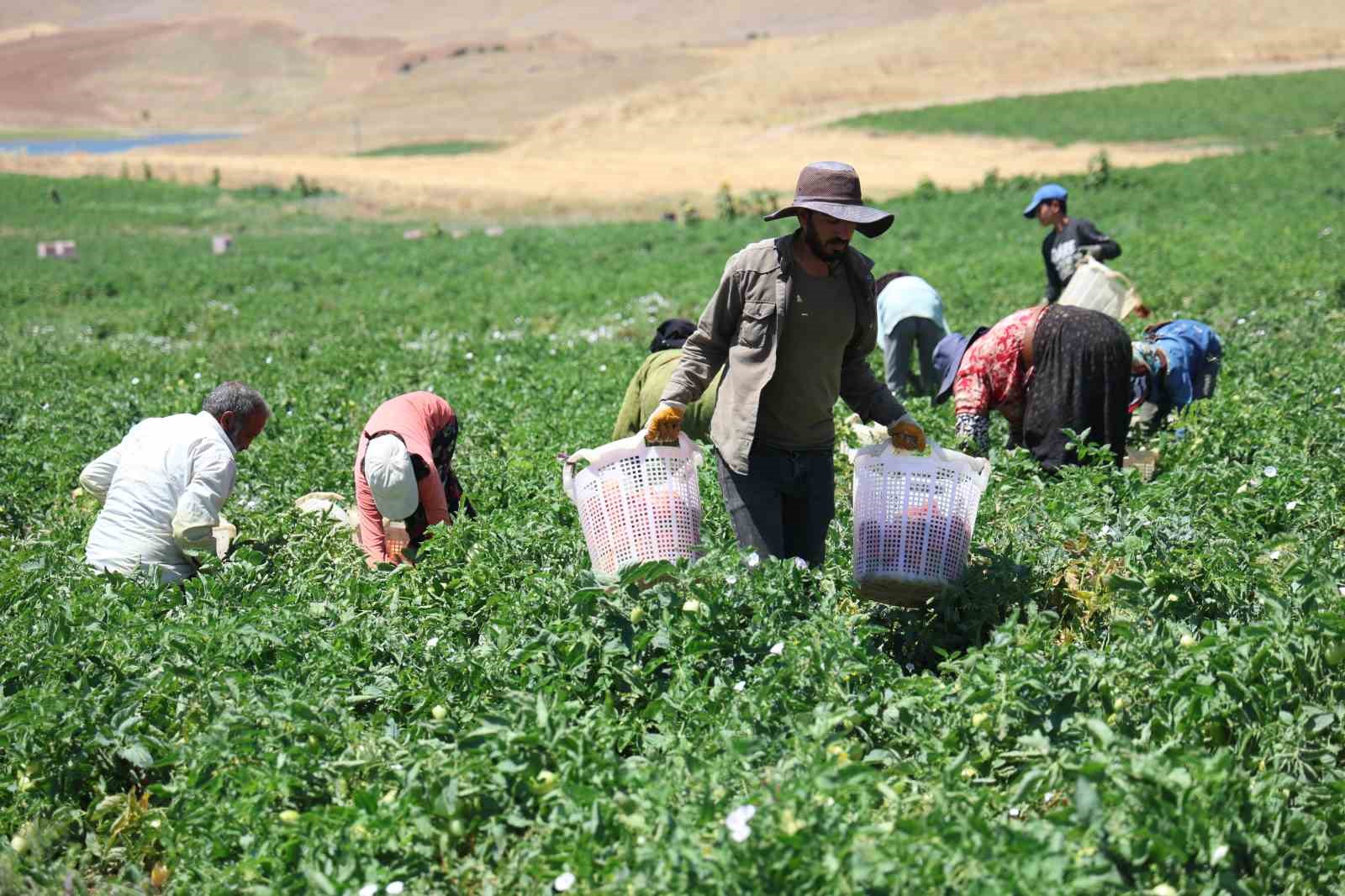 Mevsimlik işçilerin sıcak altına ekmek mücadelesi
