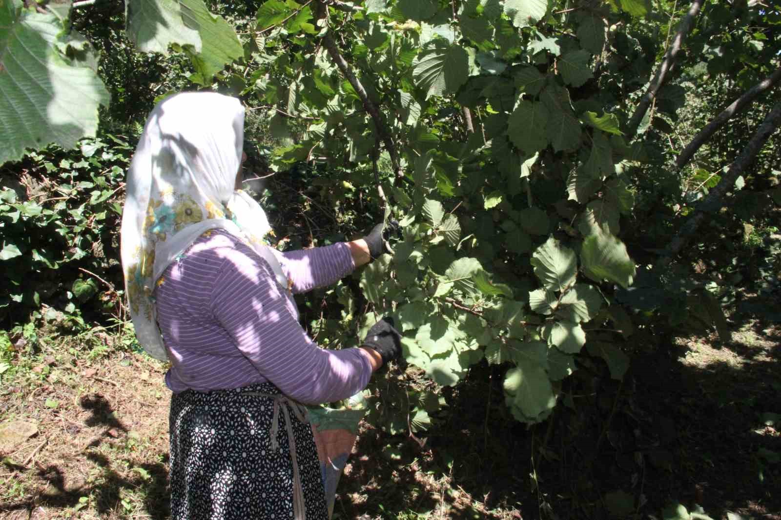 Giresun’da fındık hasadı başladı
