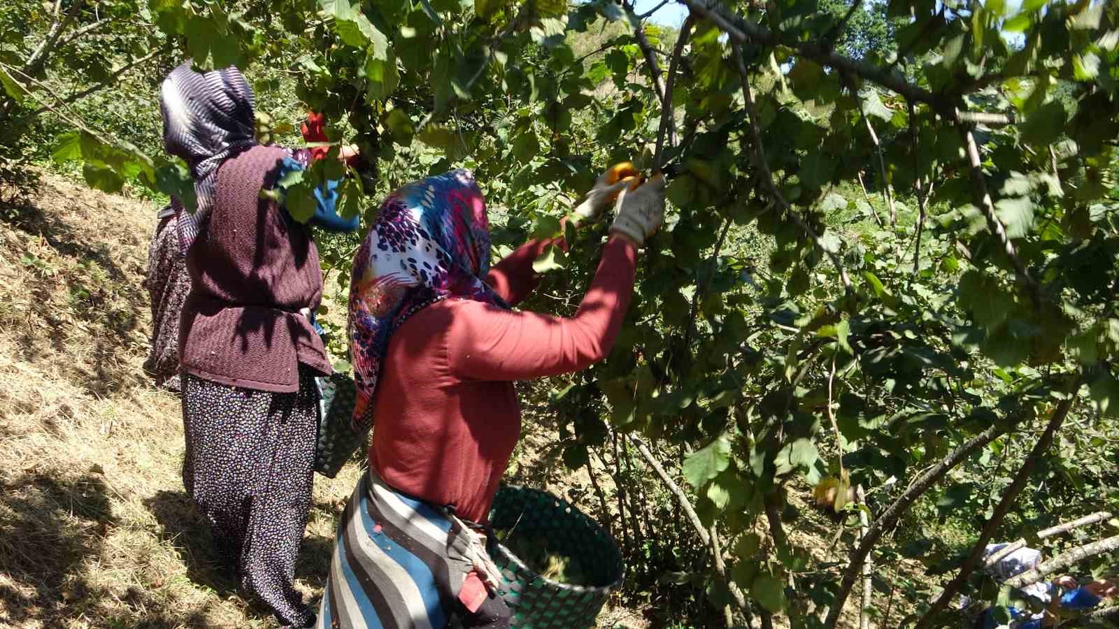 Giresun’da fındık hasadı başladı
