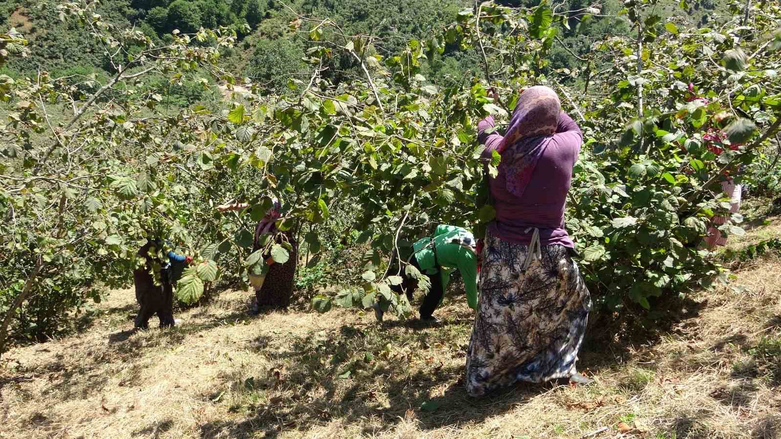 Giresun’da fındık hasadı başladı
